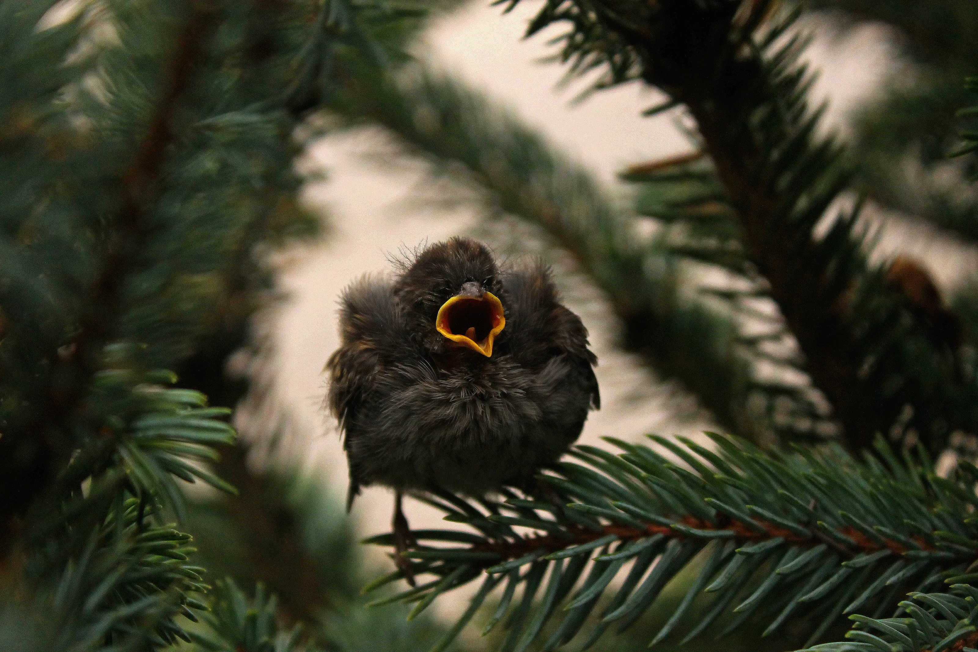 Singing Baby Bird