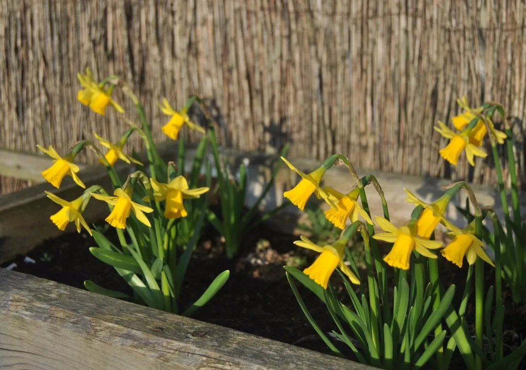 Daffodils