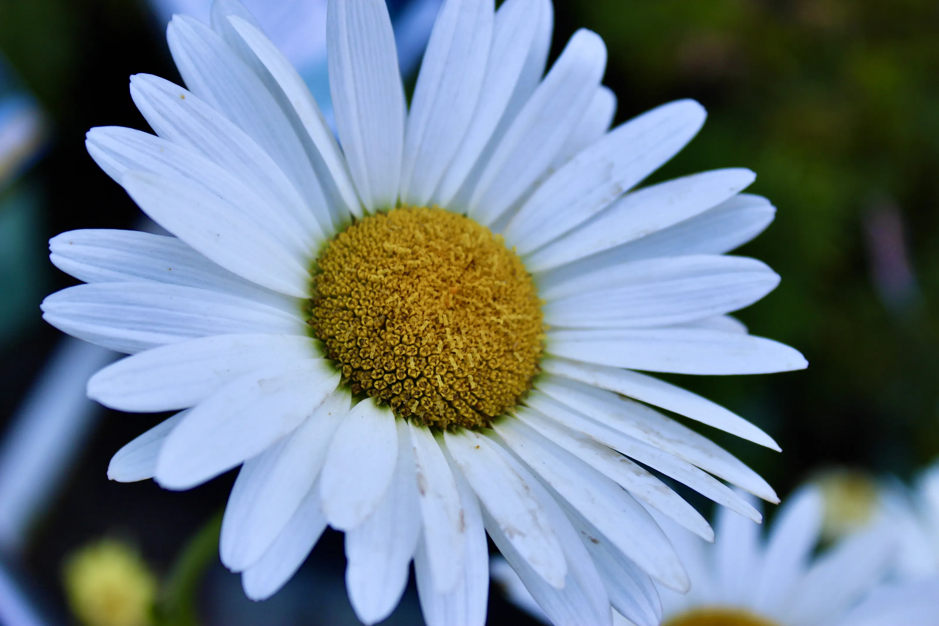 Daisy