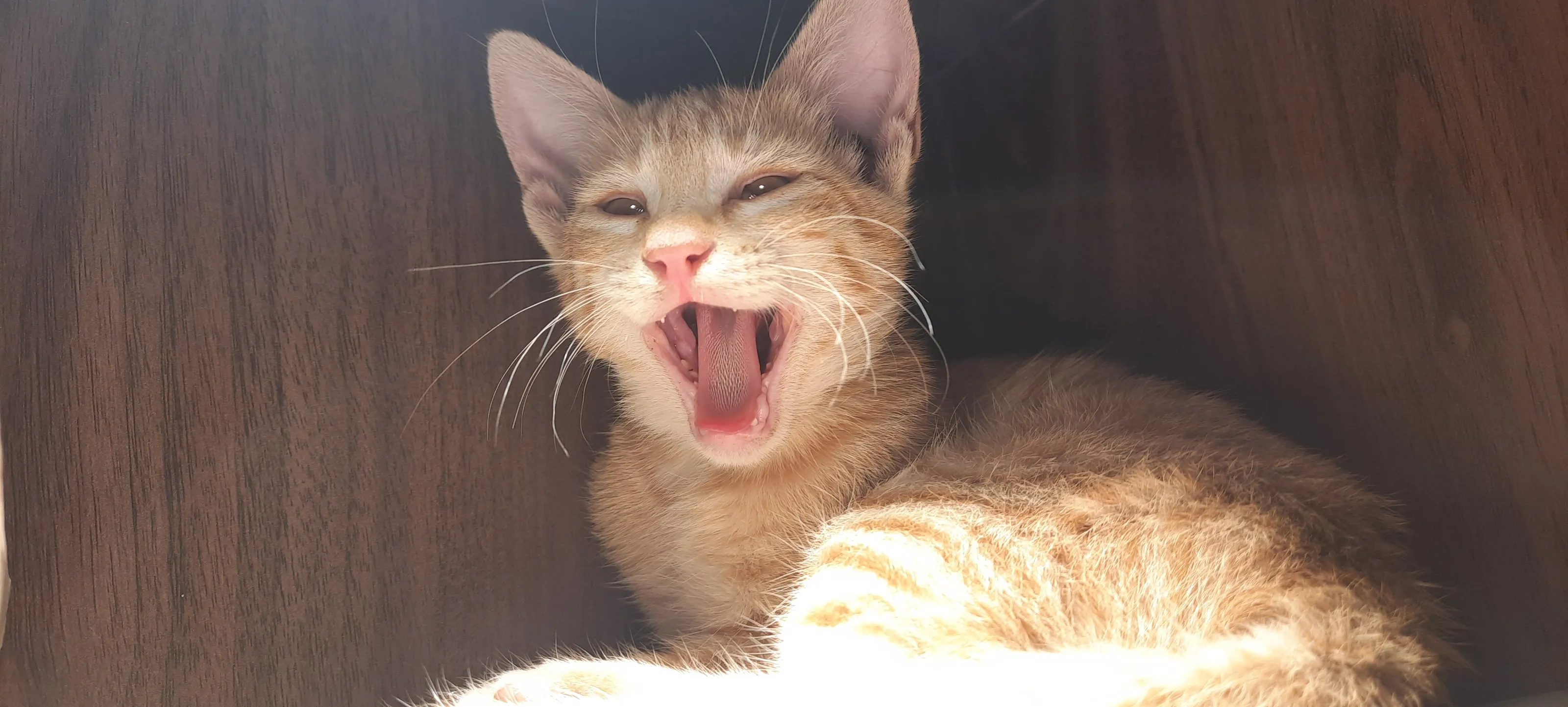 Smiling cat
