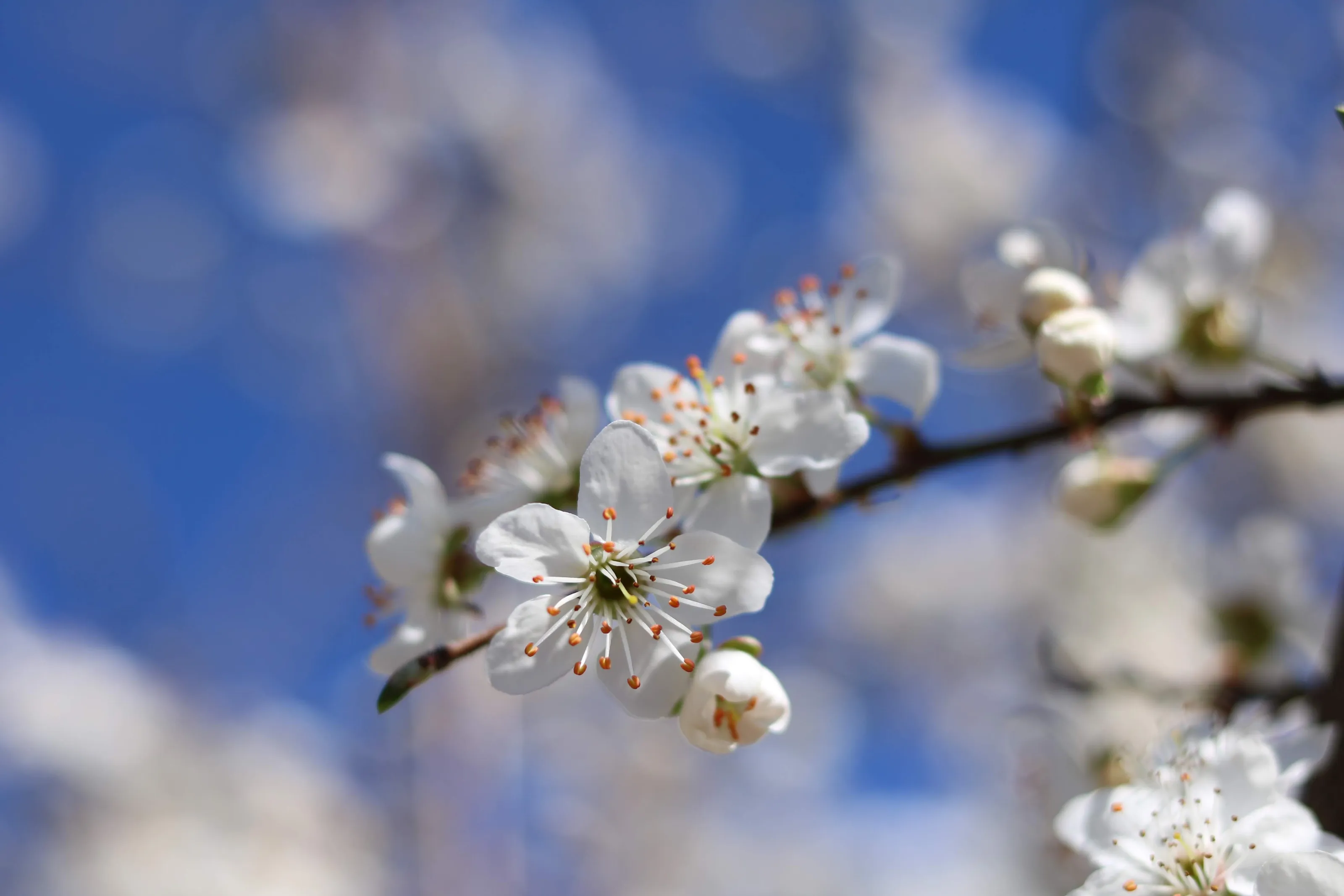 Blooming plum