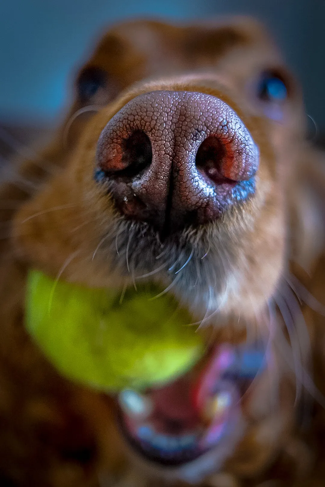 Snout