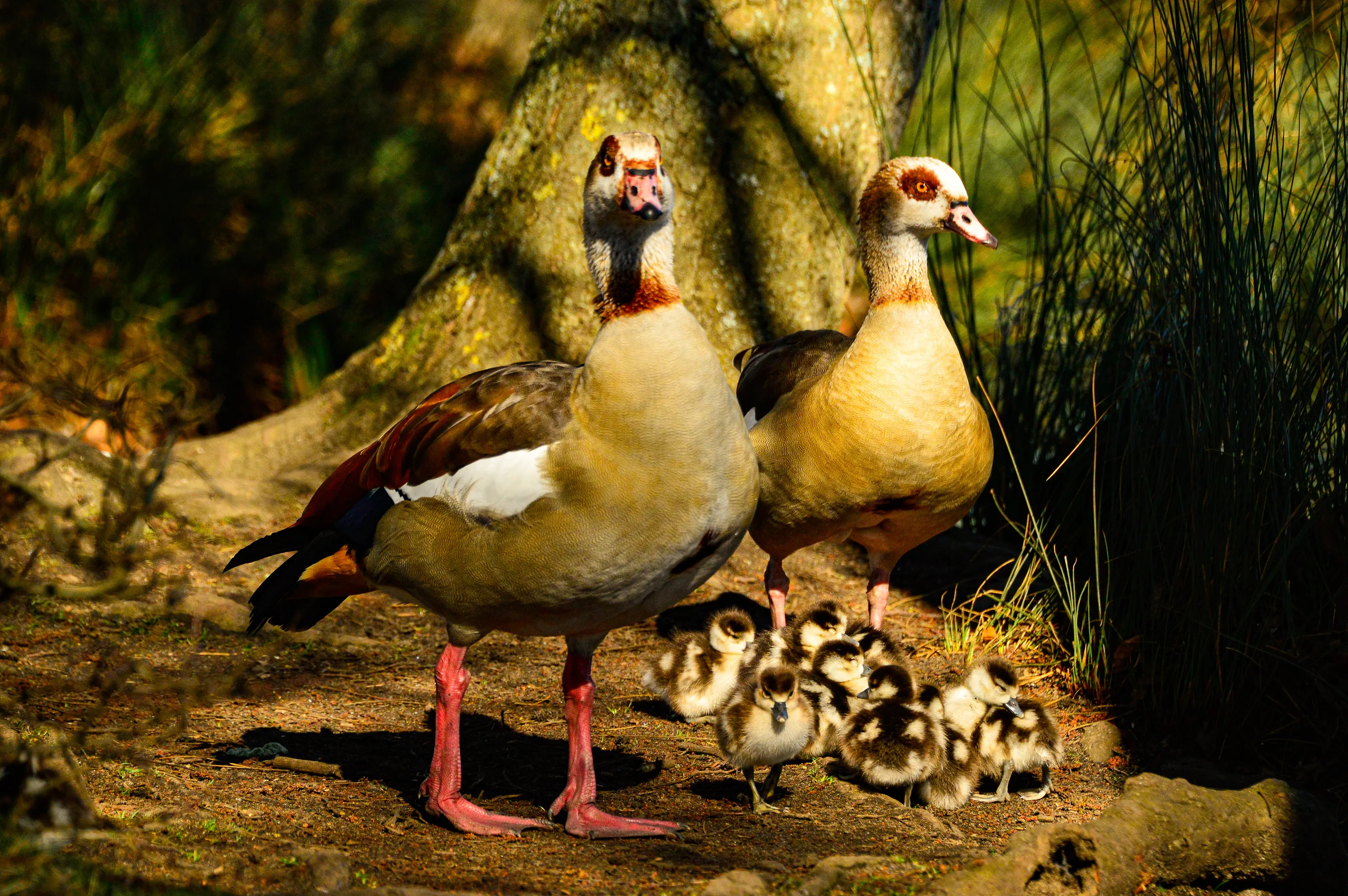 Egyptian Goose Family