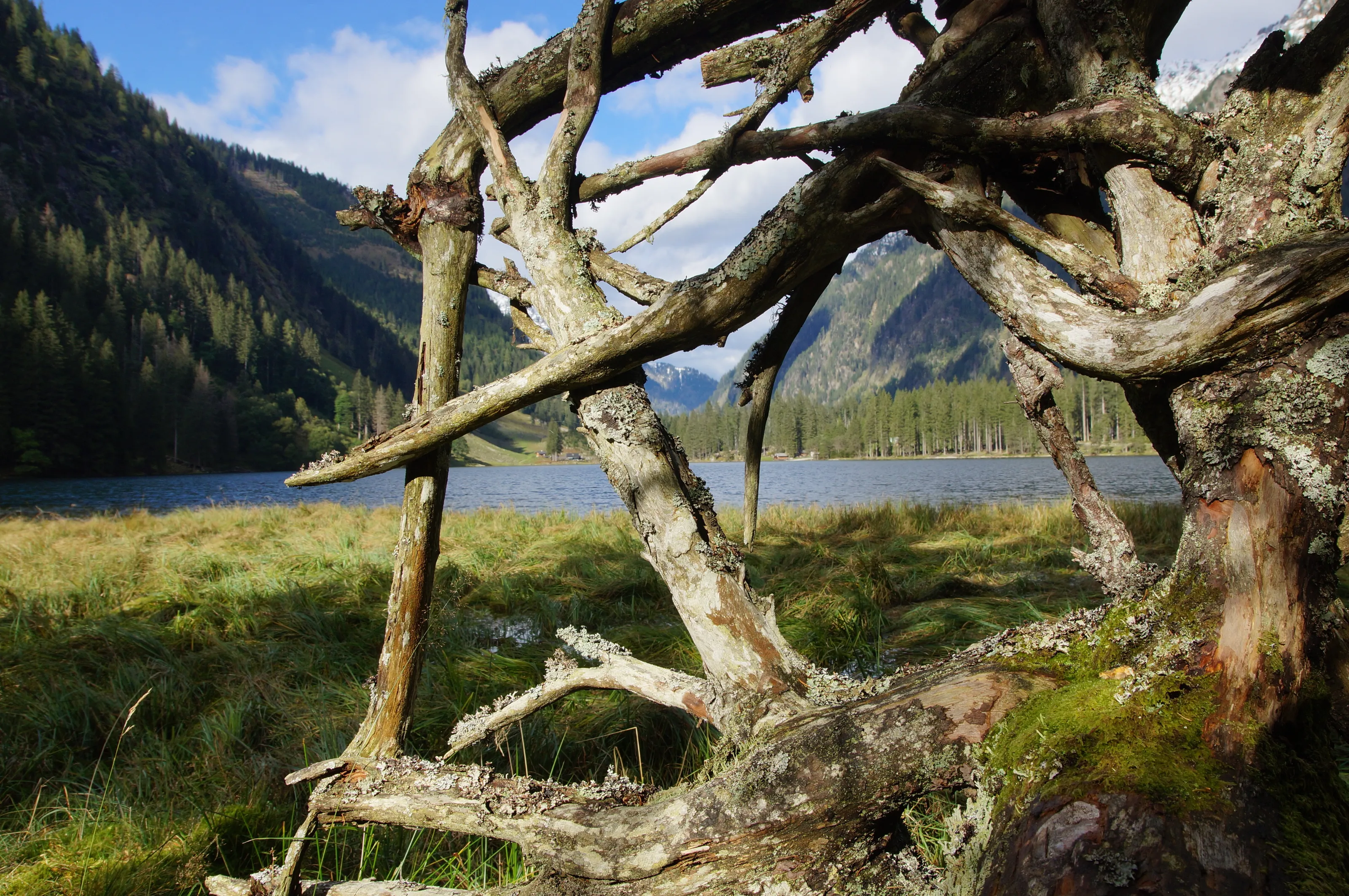 view through wood