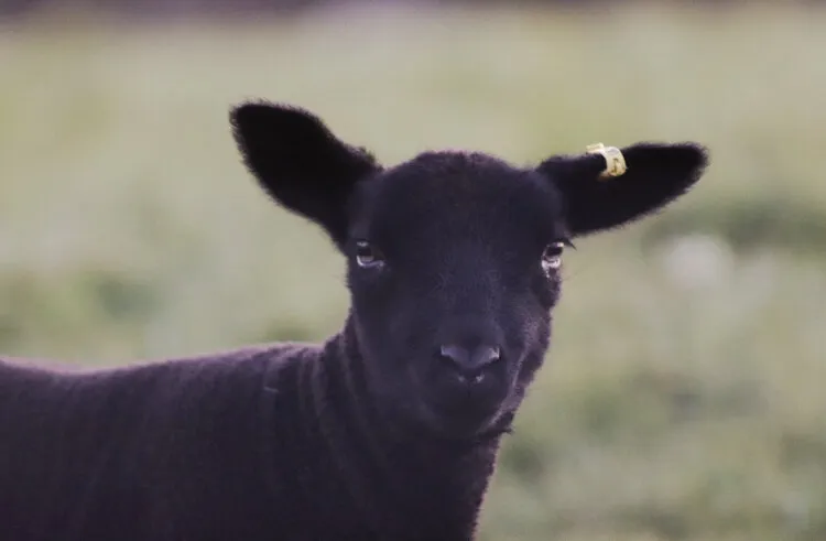 Lamb