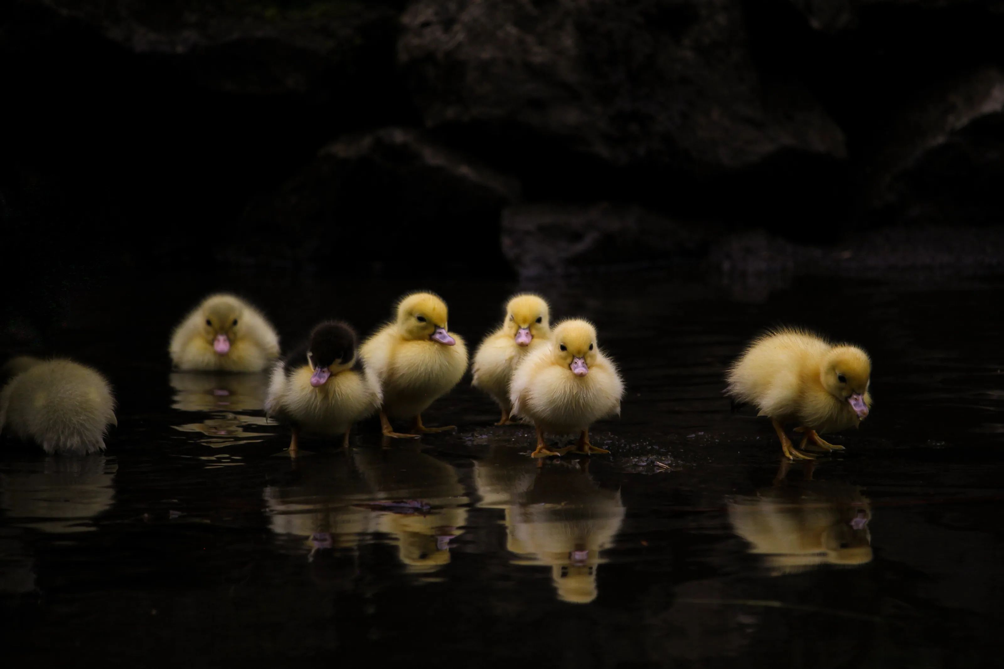 The ''Not So Ugly'' Ducklings