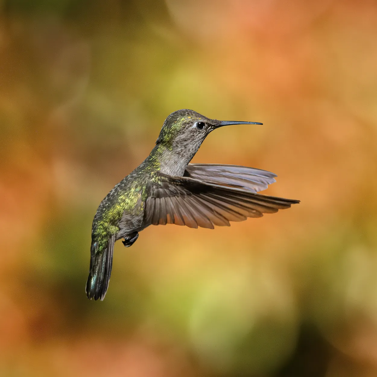 Entry 9048017