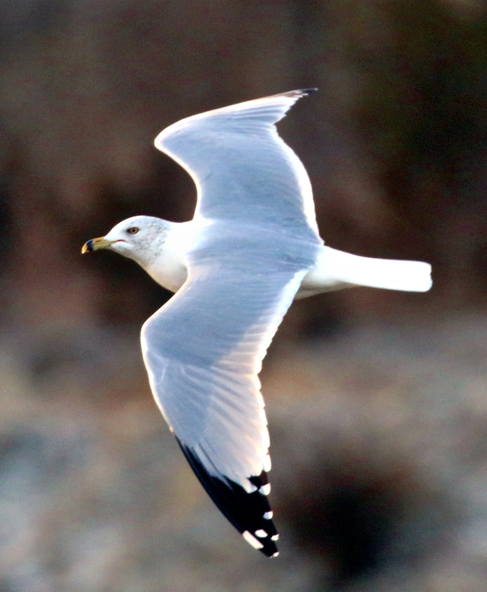 Flying Gaul