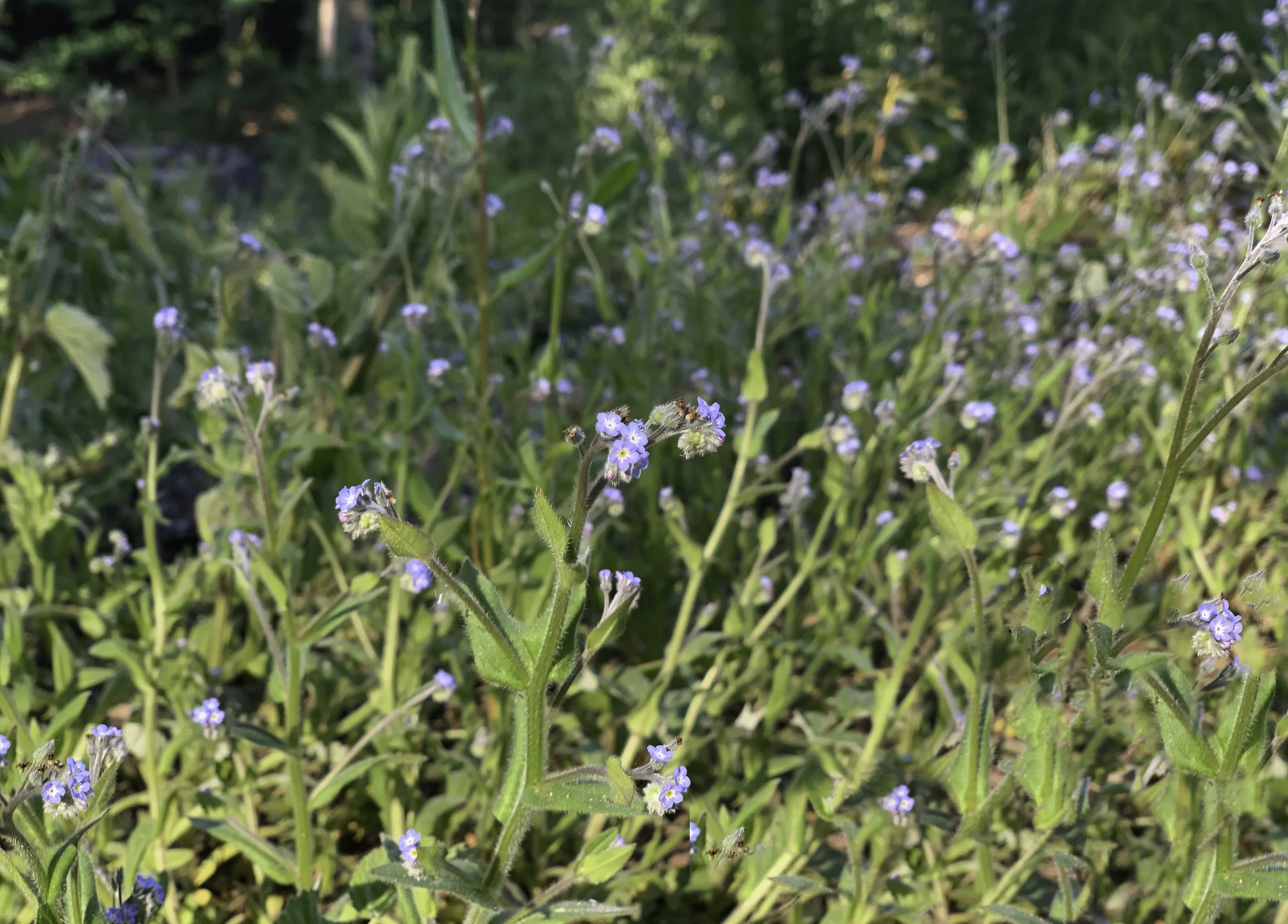 Close Flowers