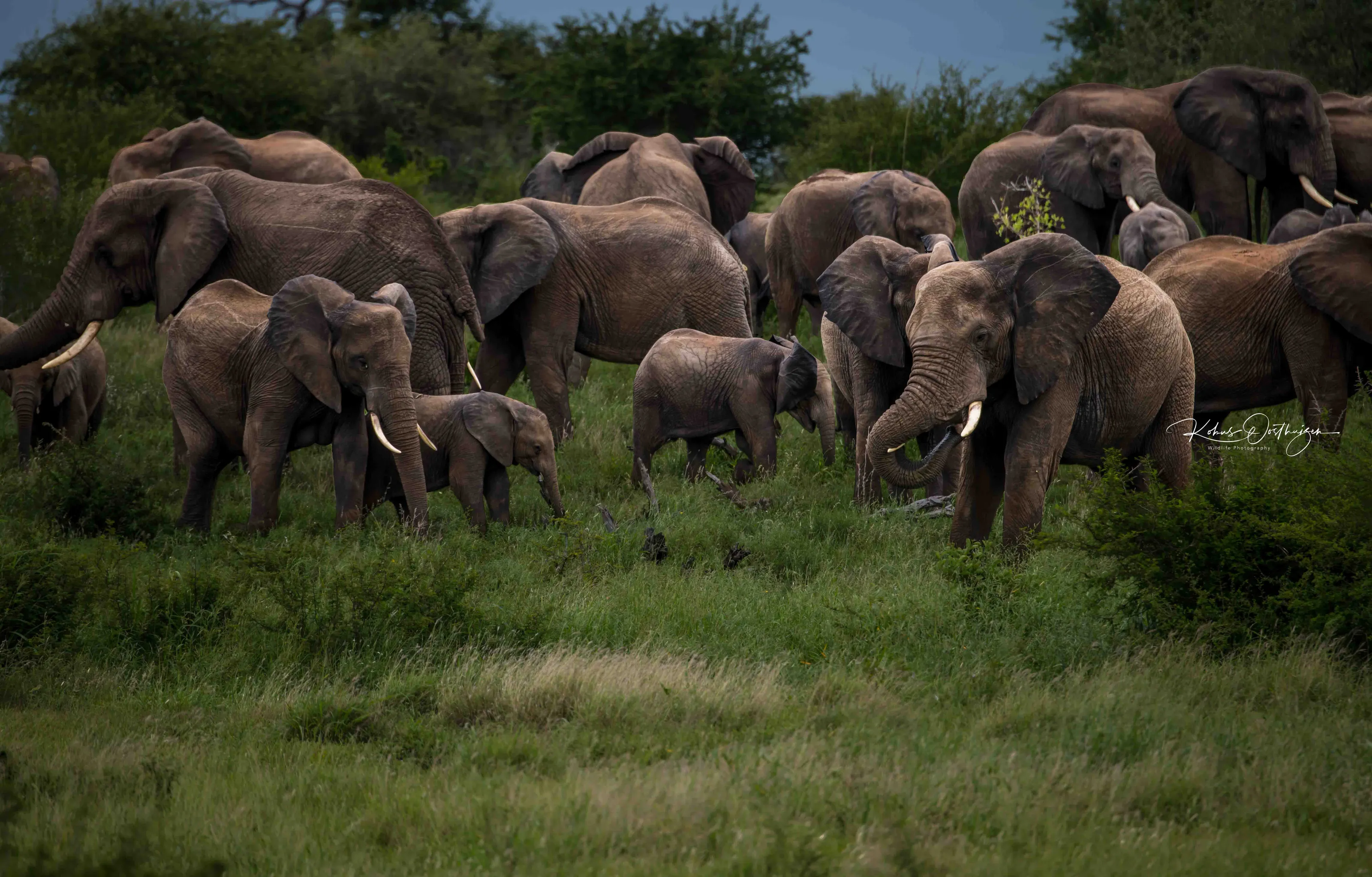Herd of elephants
