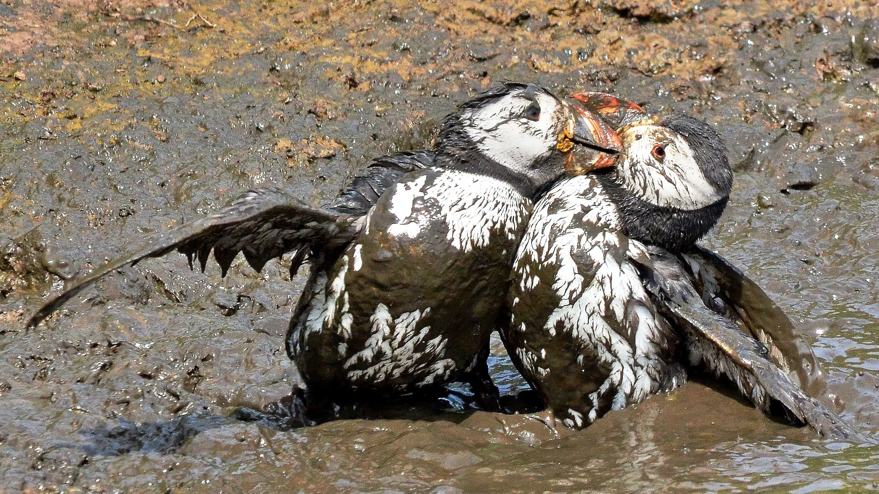Battling Puffins Farne Islands