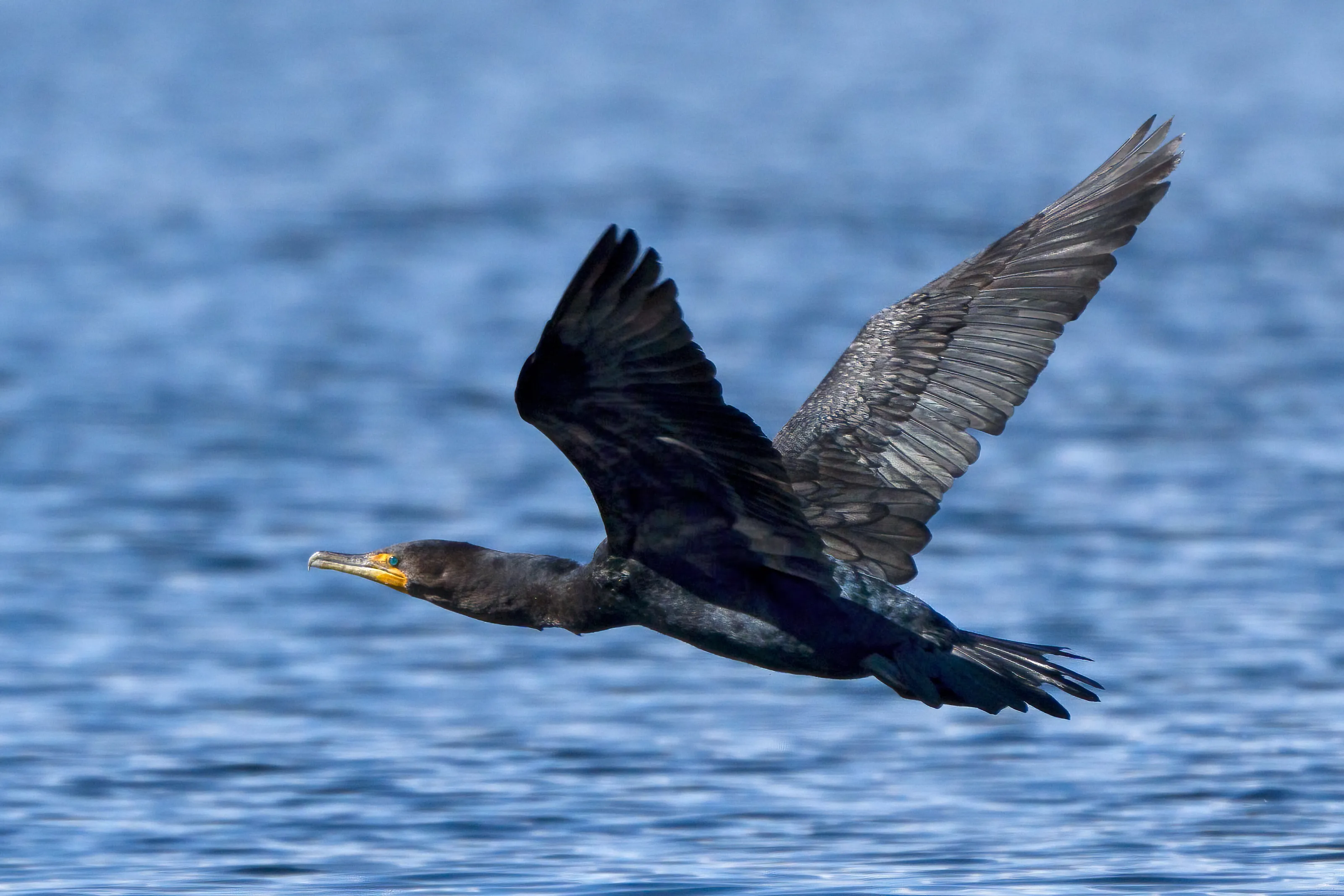 Double-crested Cormorant