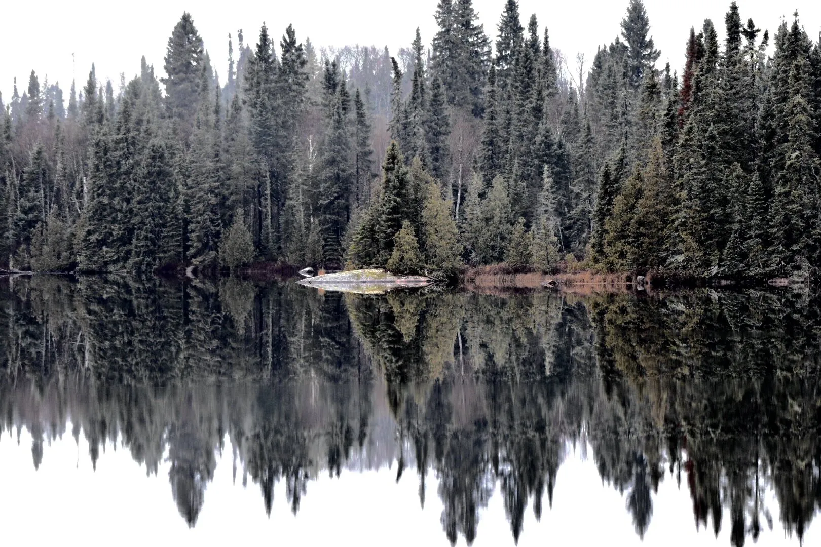 Trees in Reflection