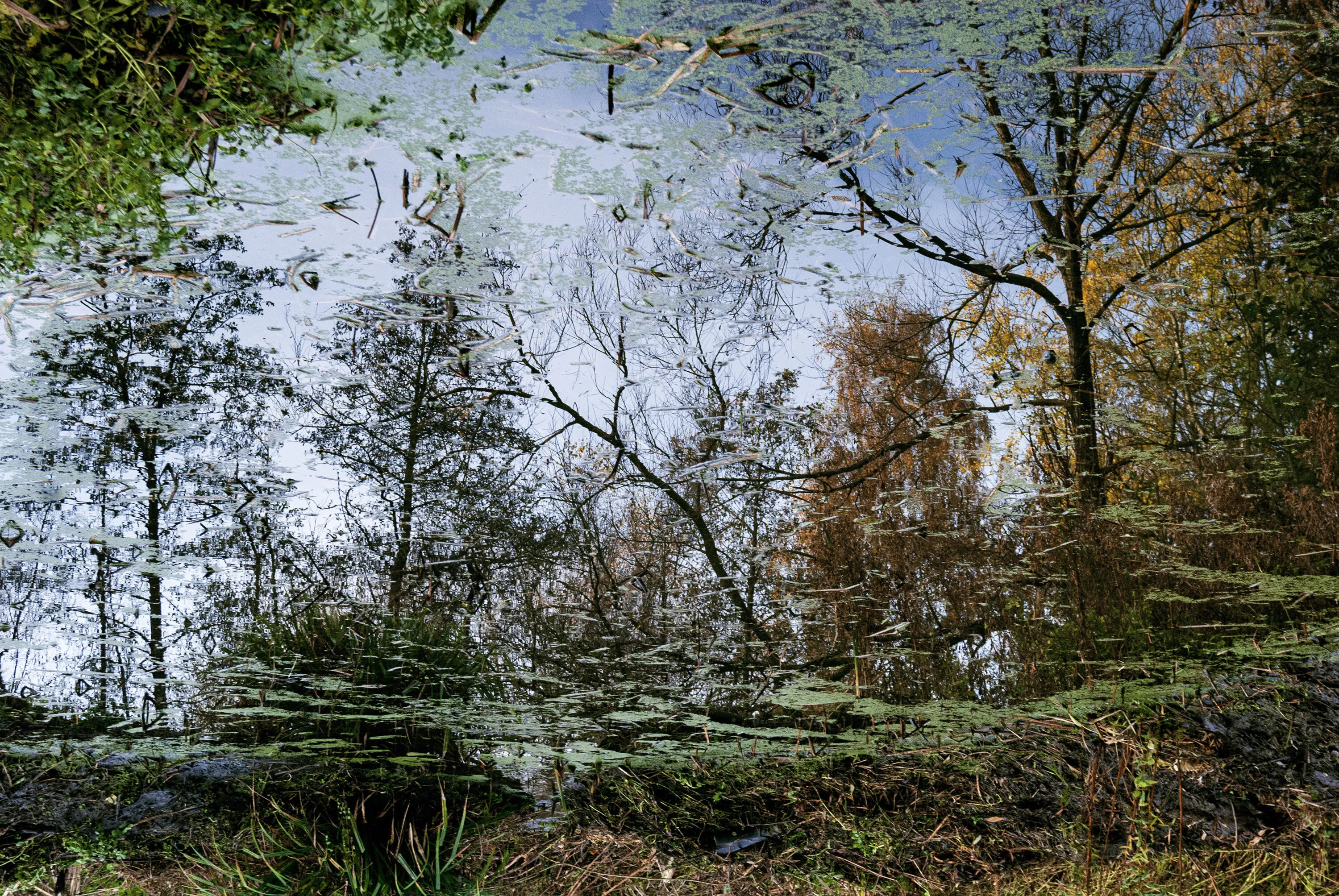Reflected Worlds