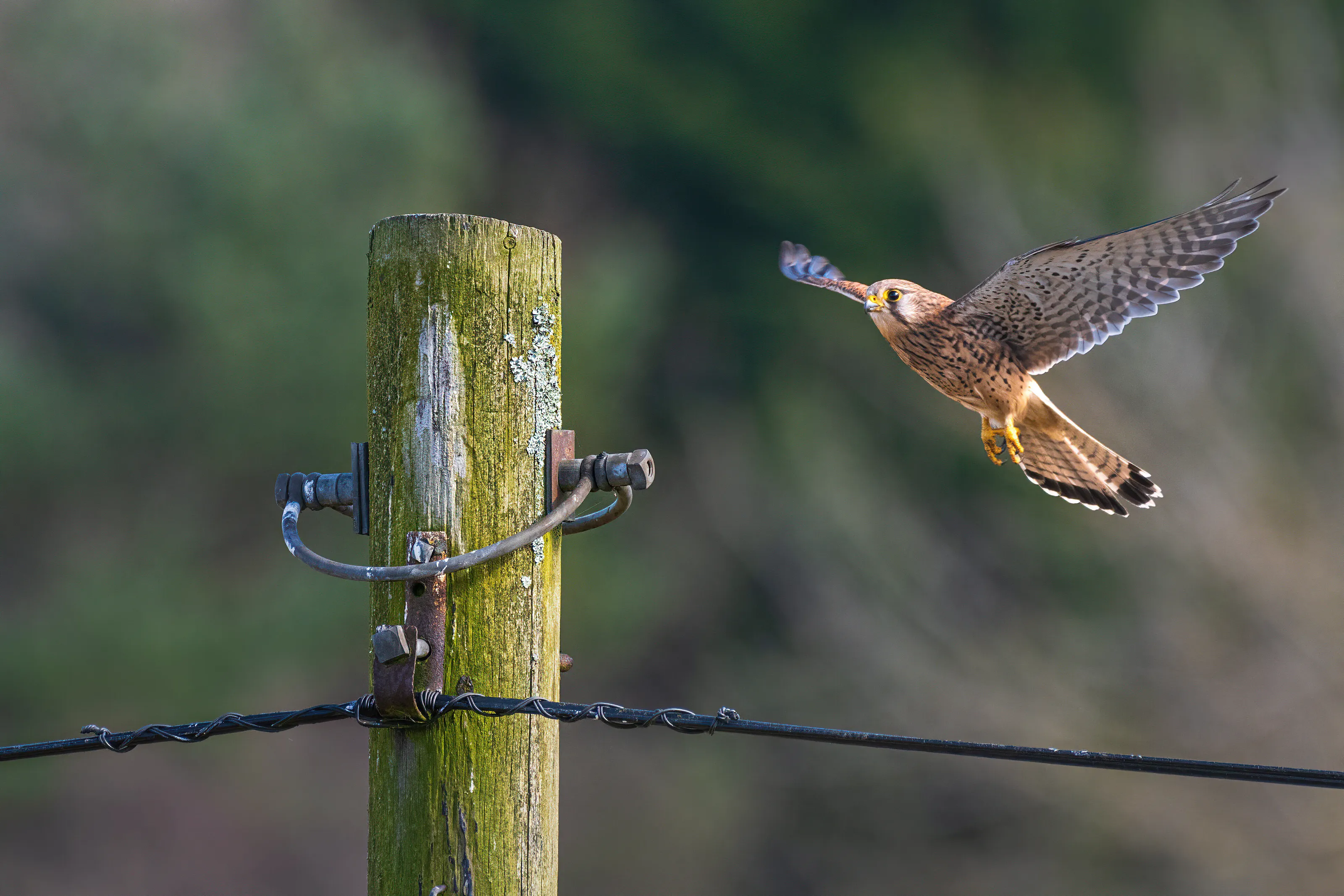 Kestrel landing