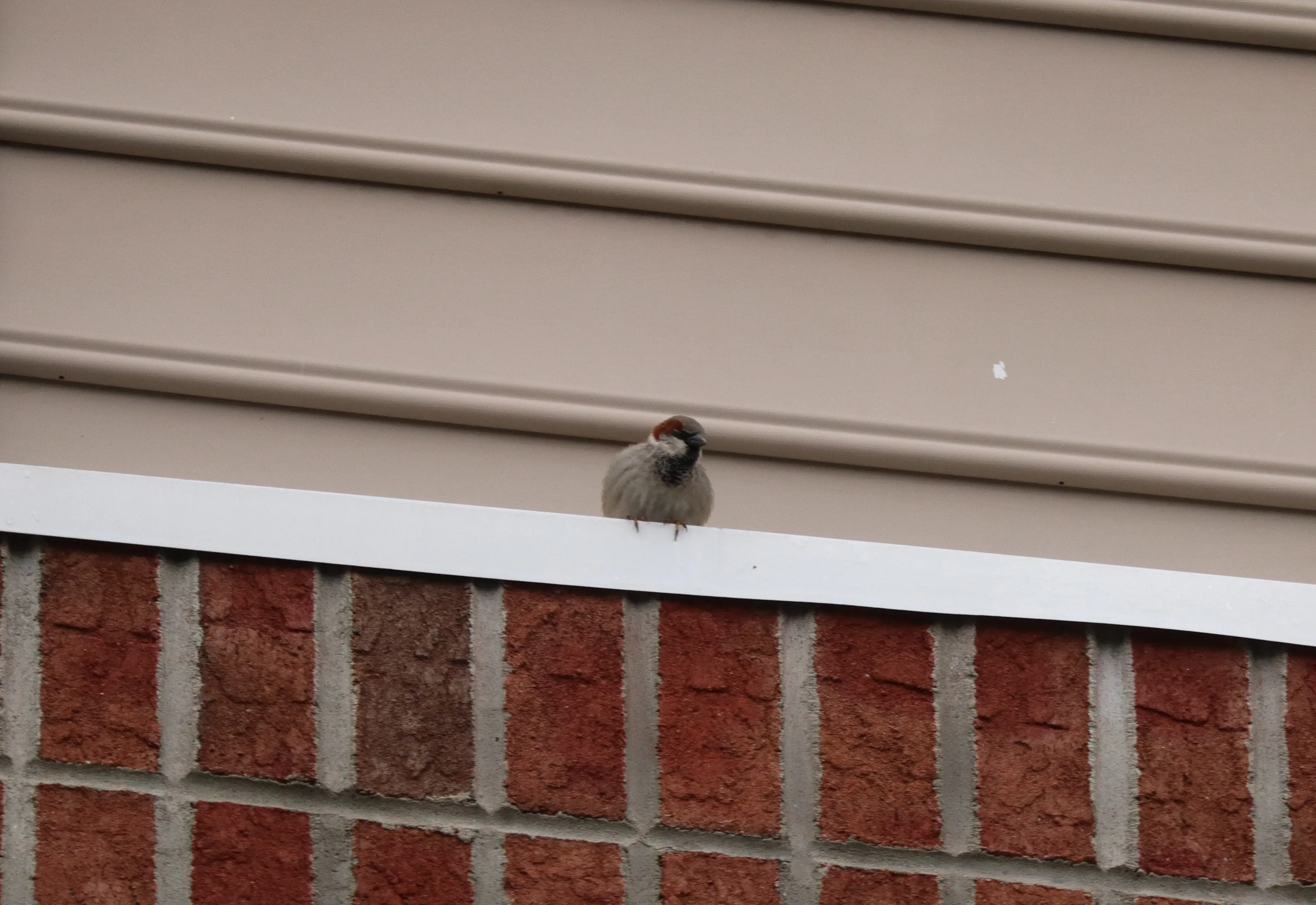 sparrow