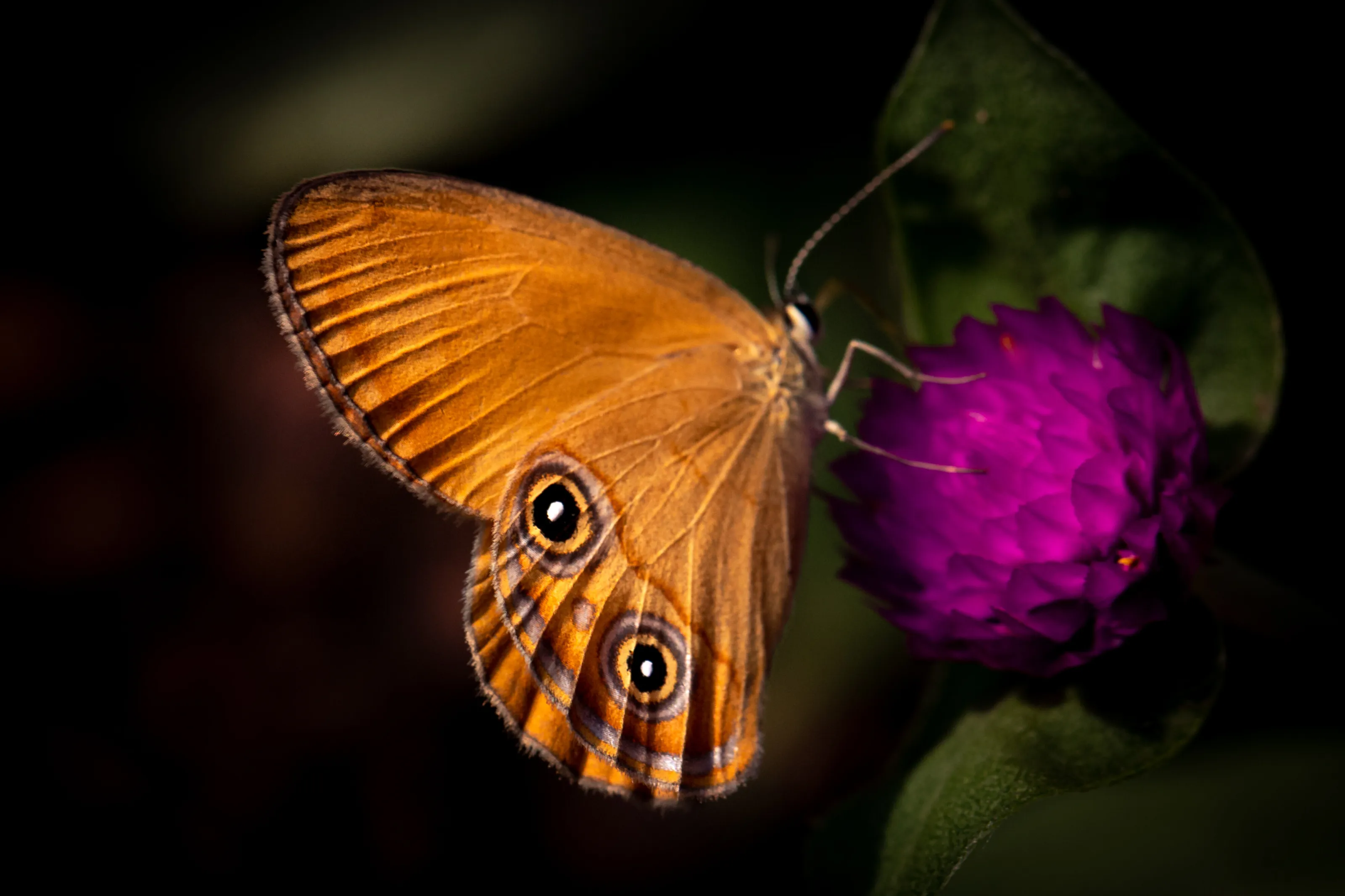 Buttery Butterfly
