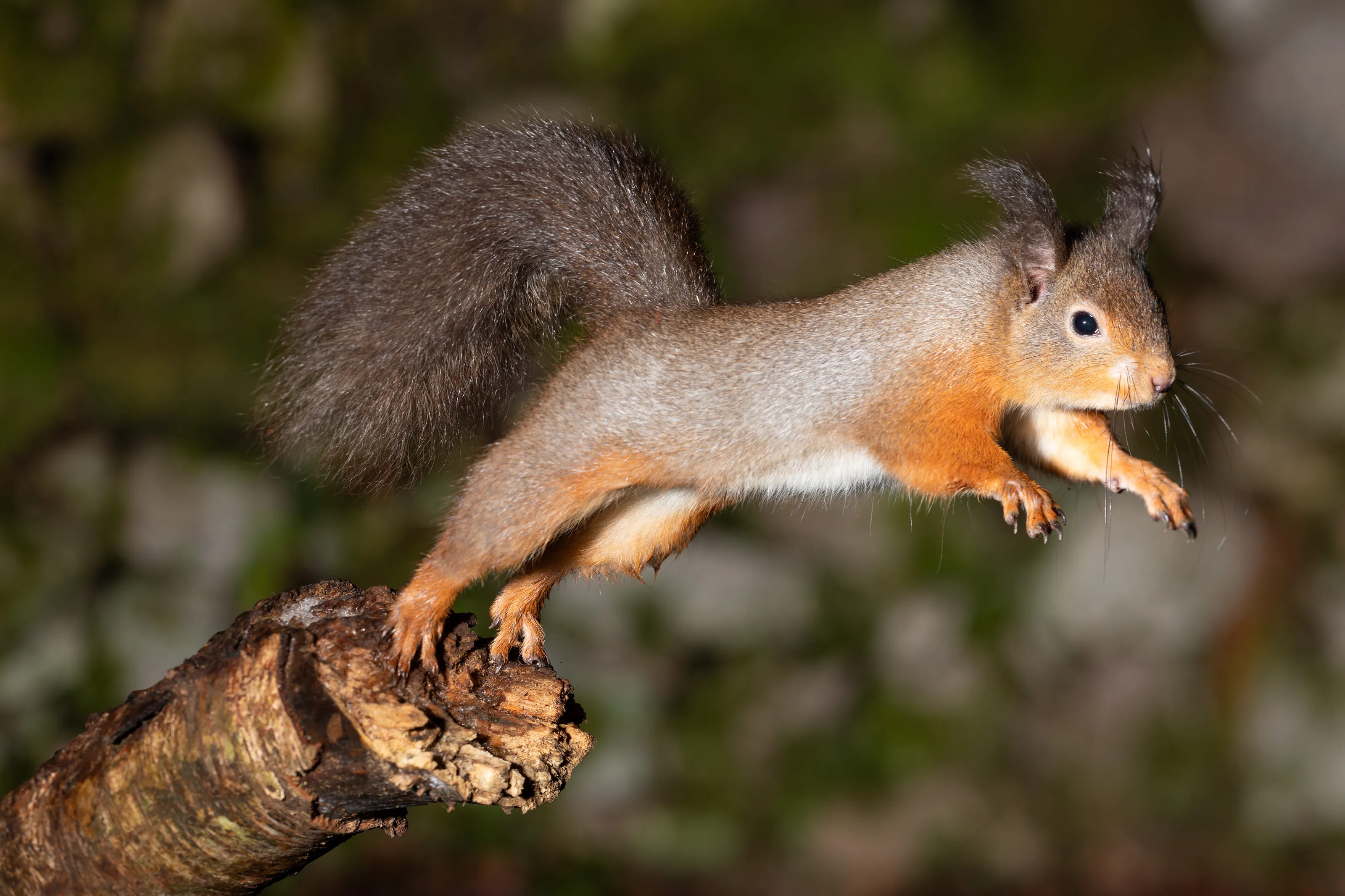 Red squirrel jumping from a branch