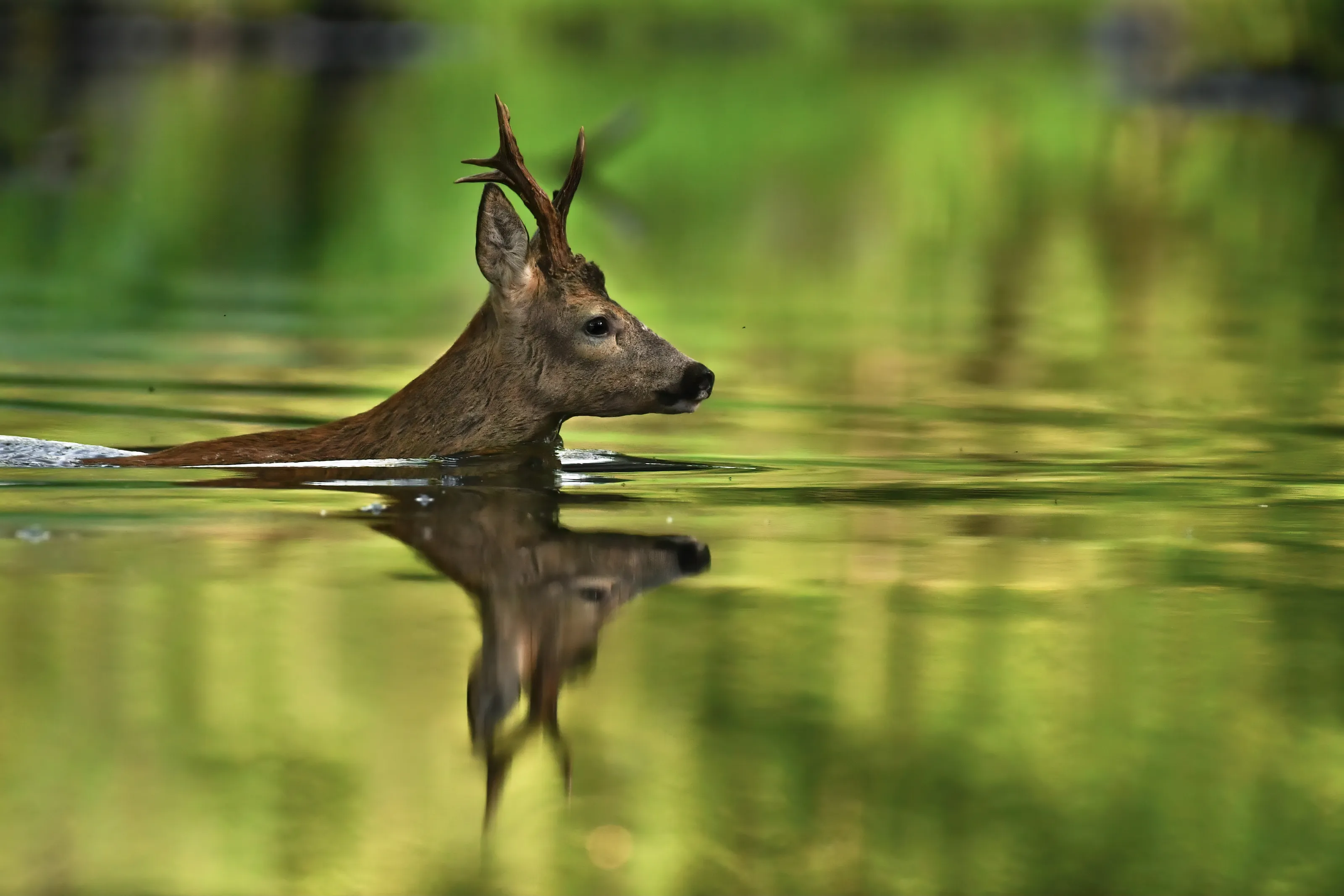 Roebuck Takes A Morning Bath