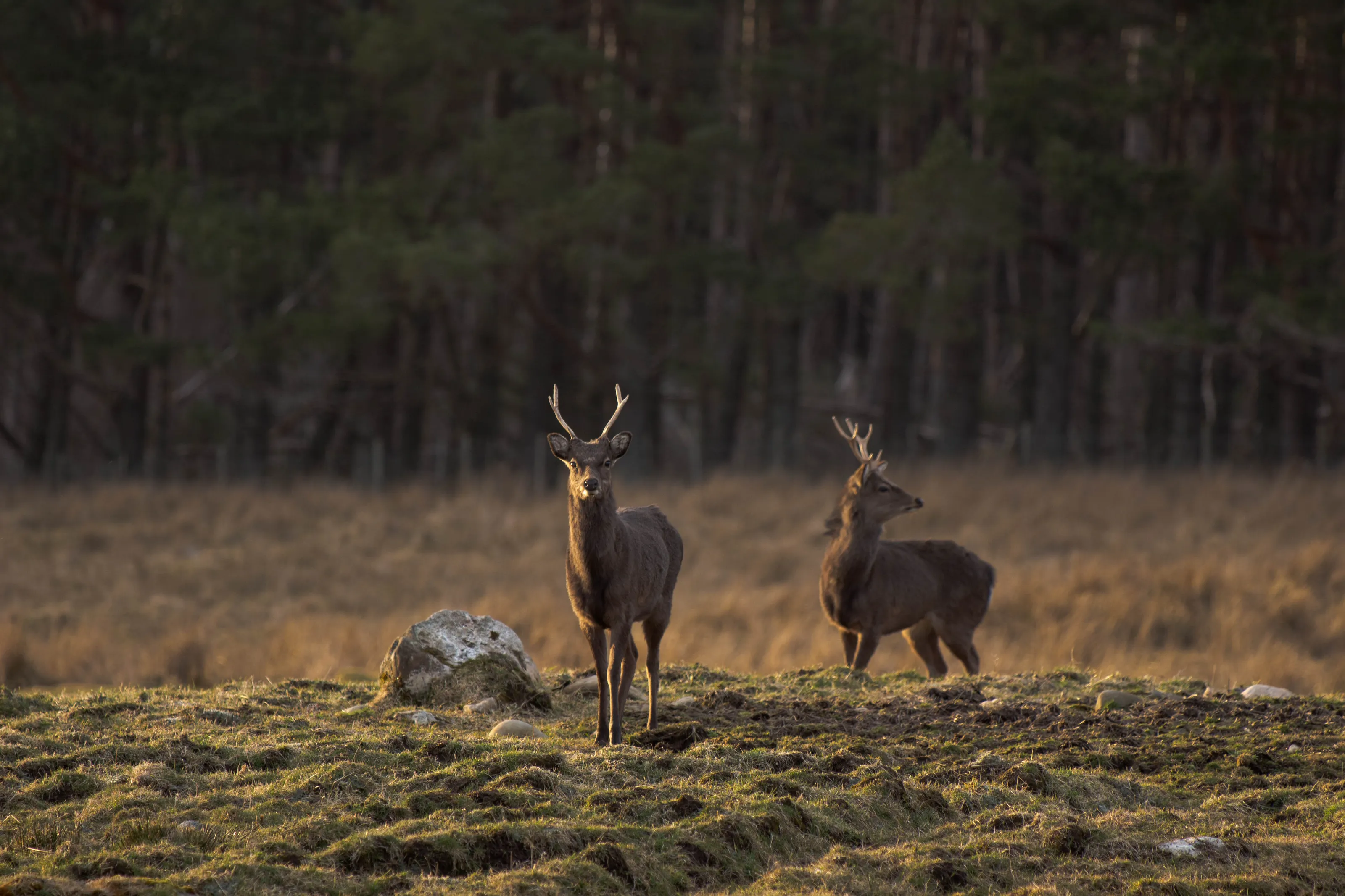 Curious Sika