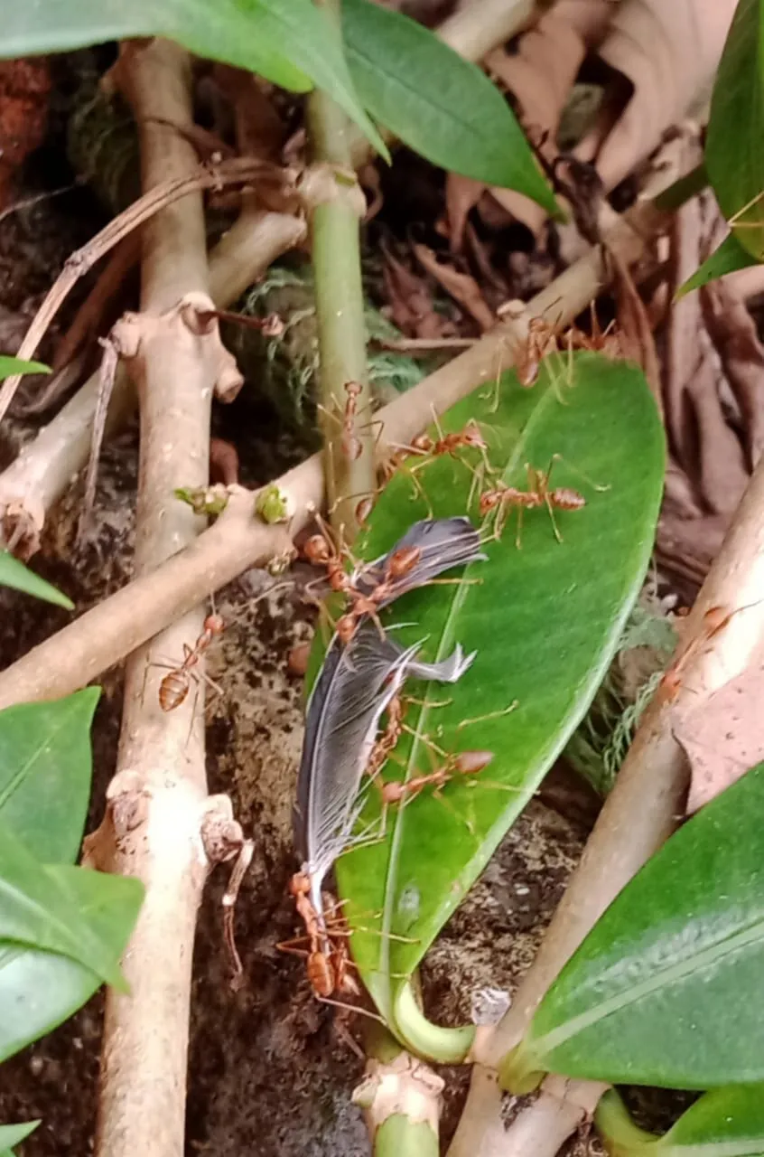 Hope! Ants, Unity is strength