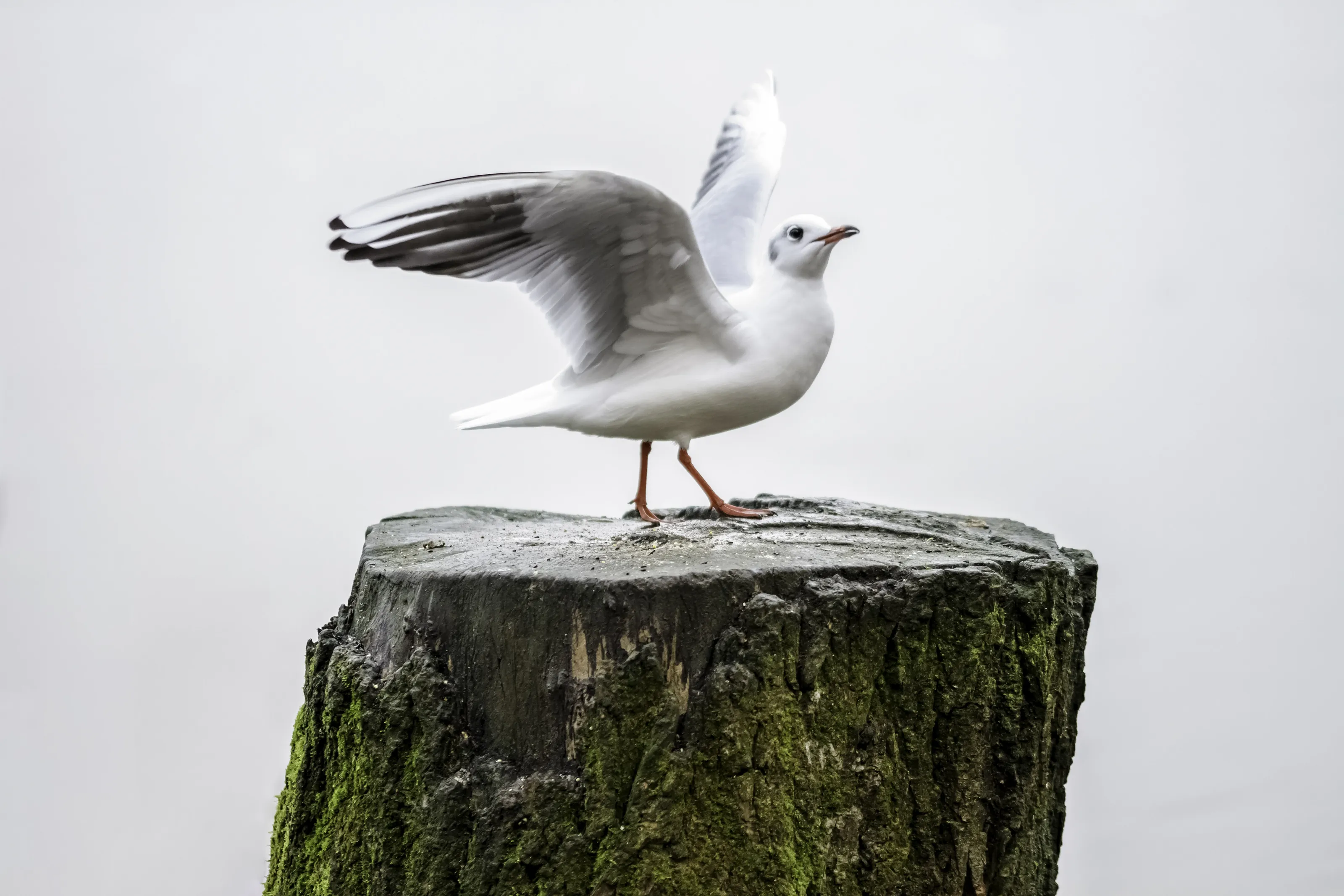 Take Flight