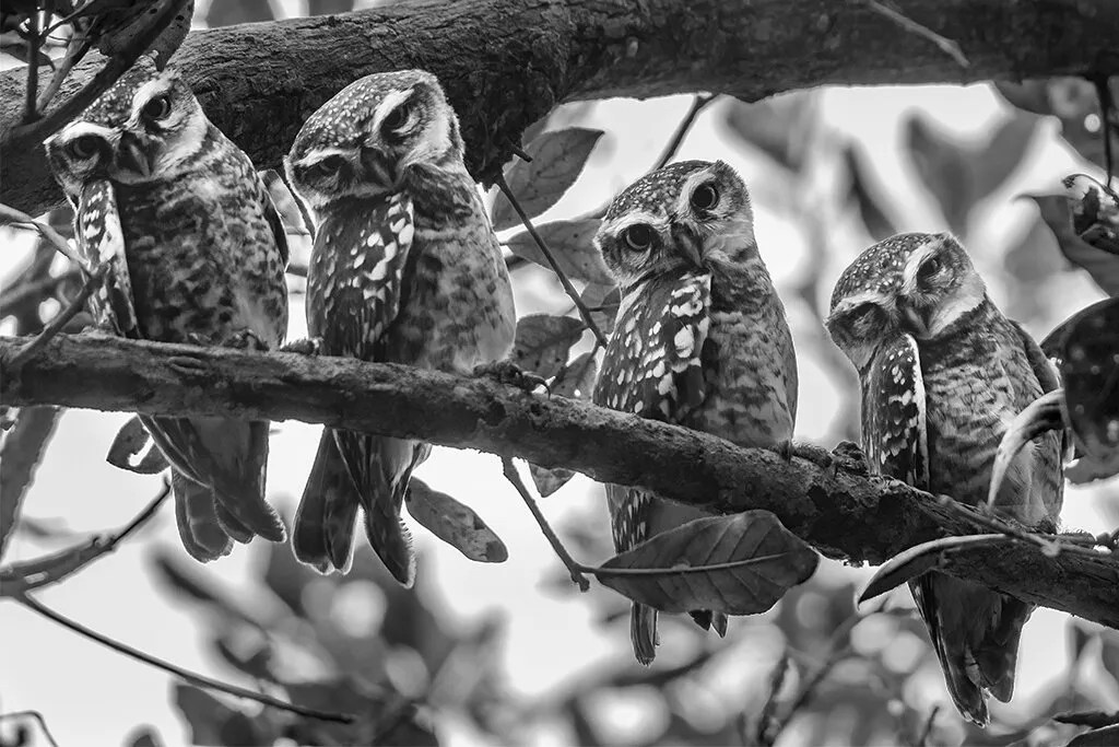 Owlets