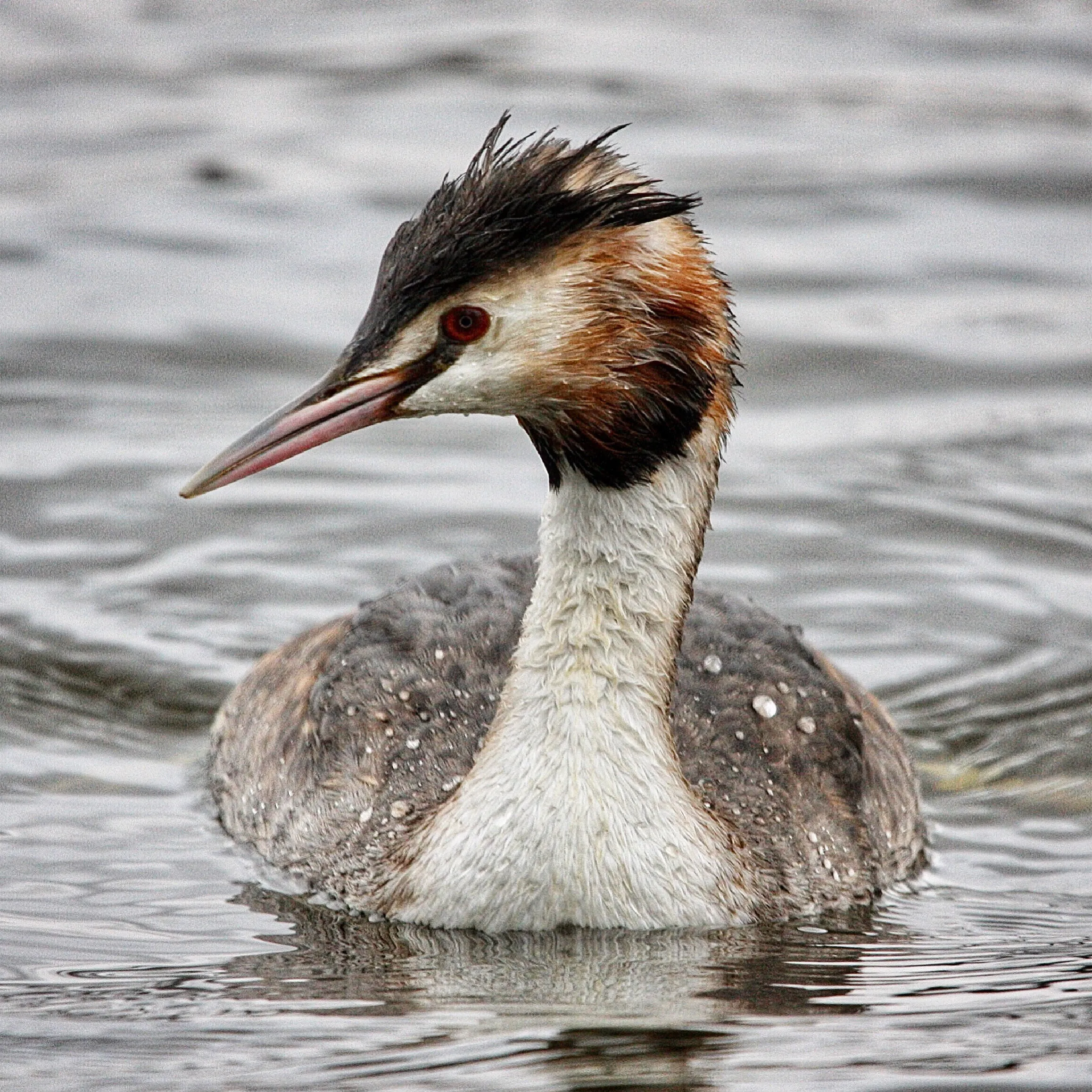 Great Crested Grebe