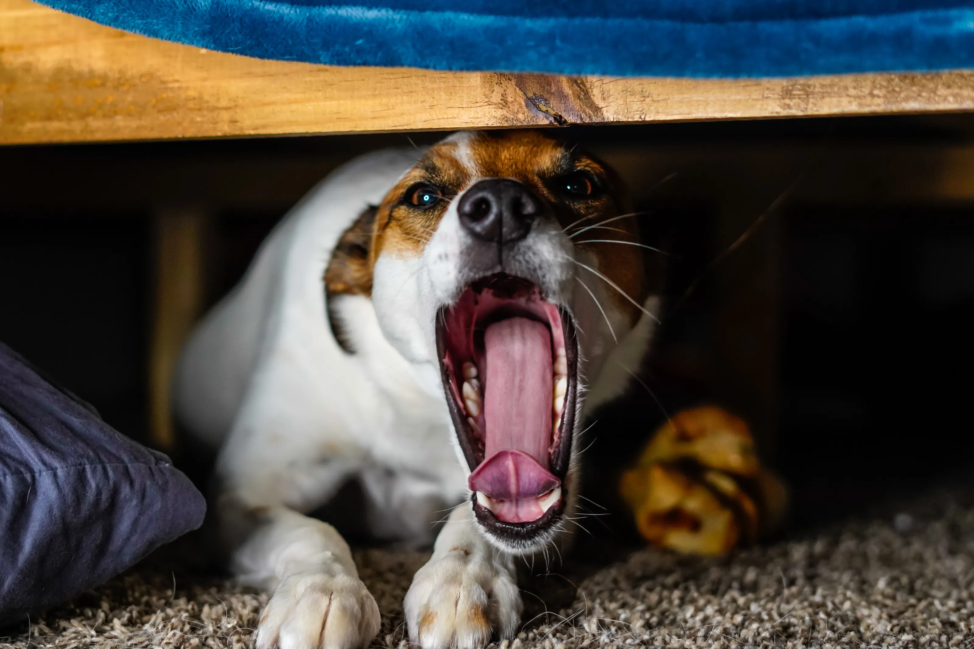 Monster Under the Bed