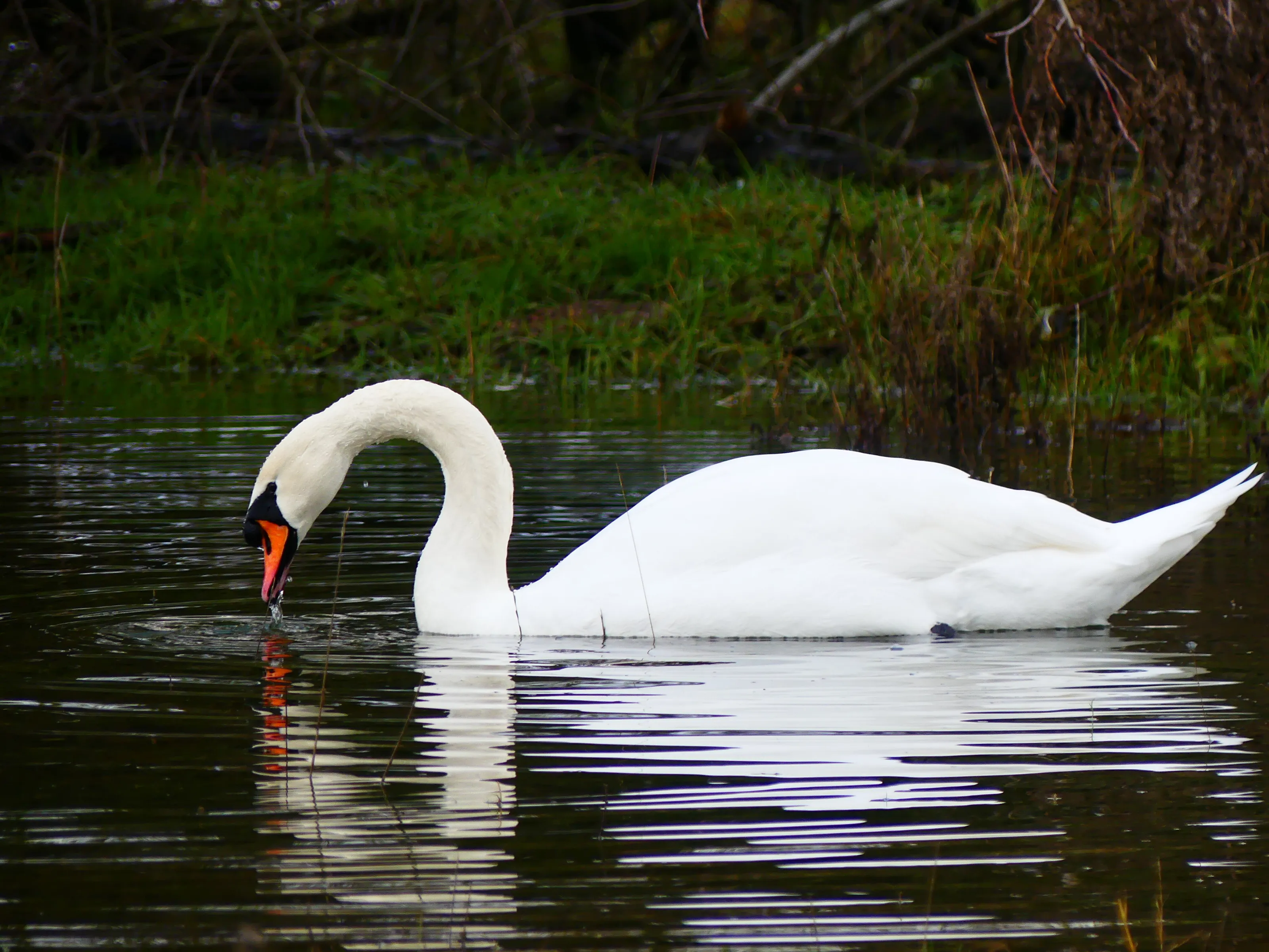 A swans natural grace
