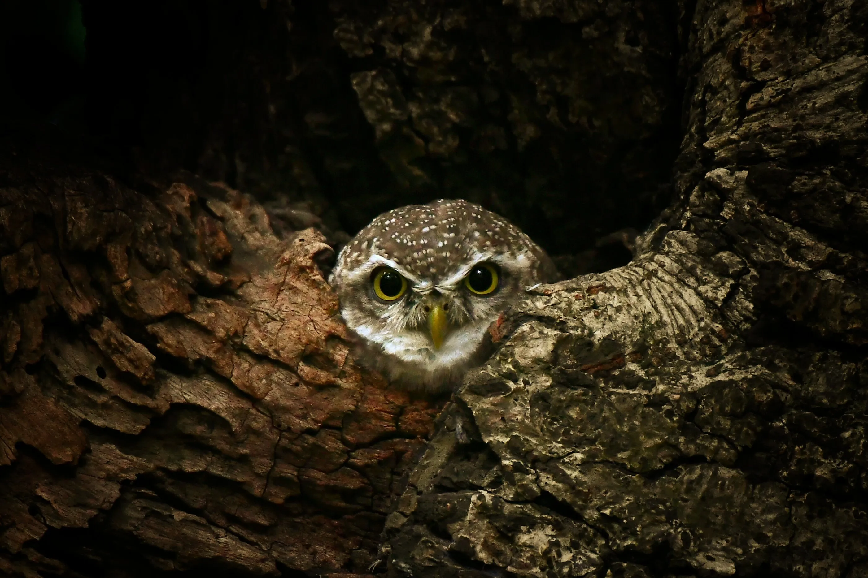 Indian spotted owlet