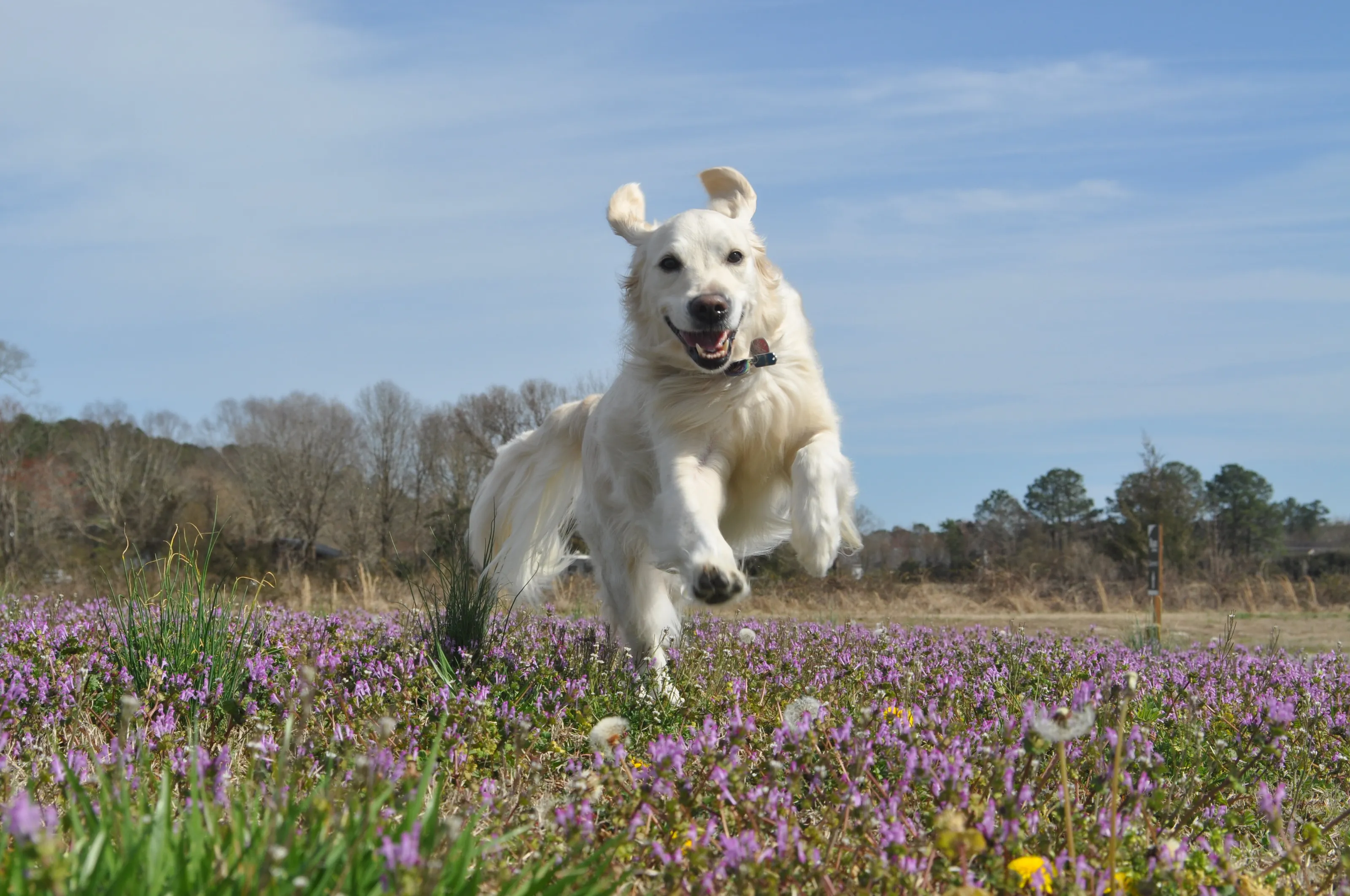 Dog Running Through Flowers