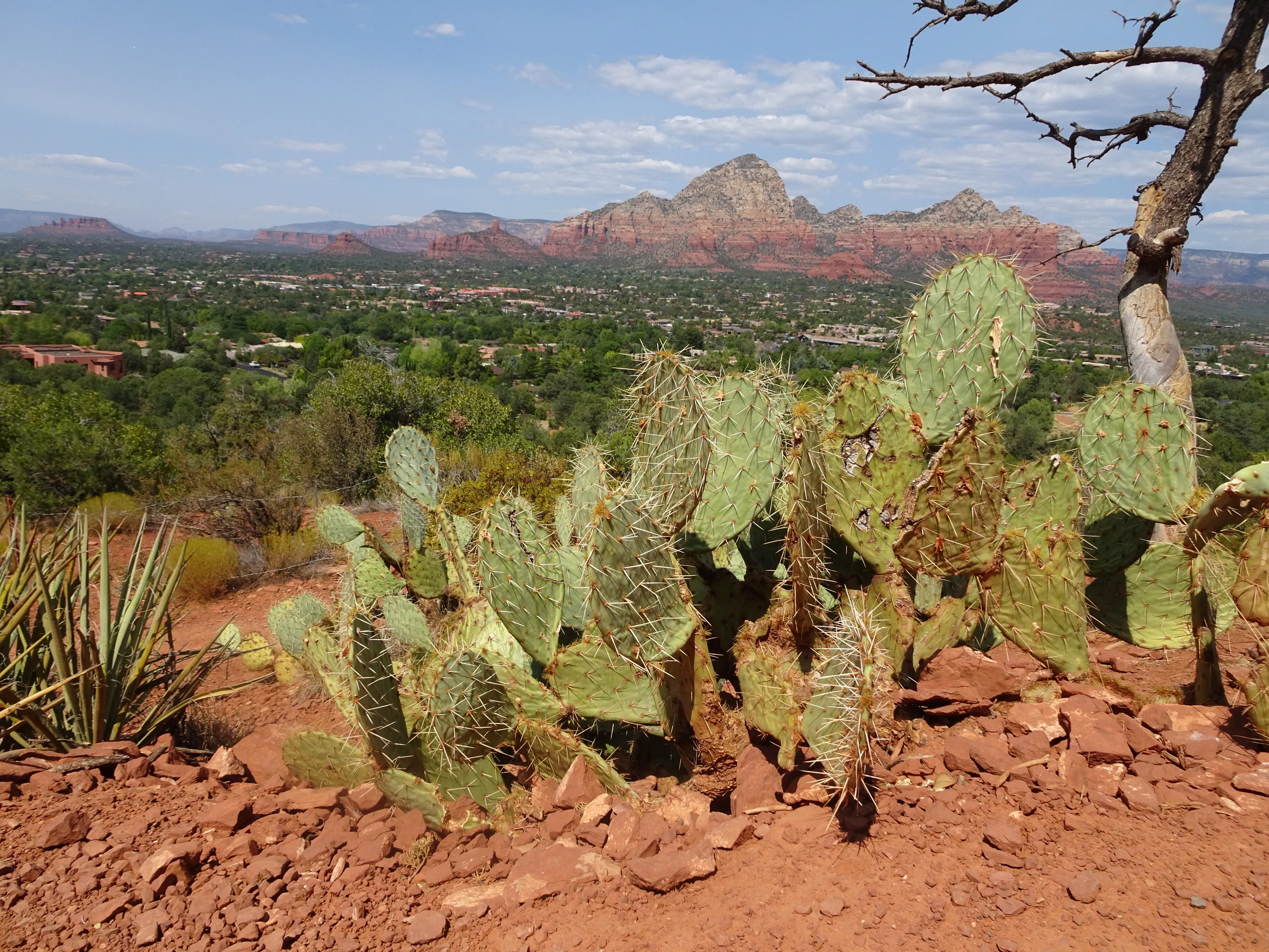 Sedona Cactus