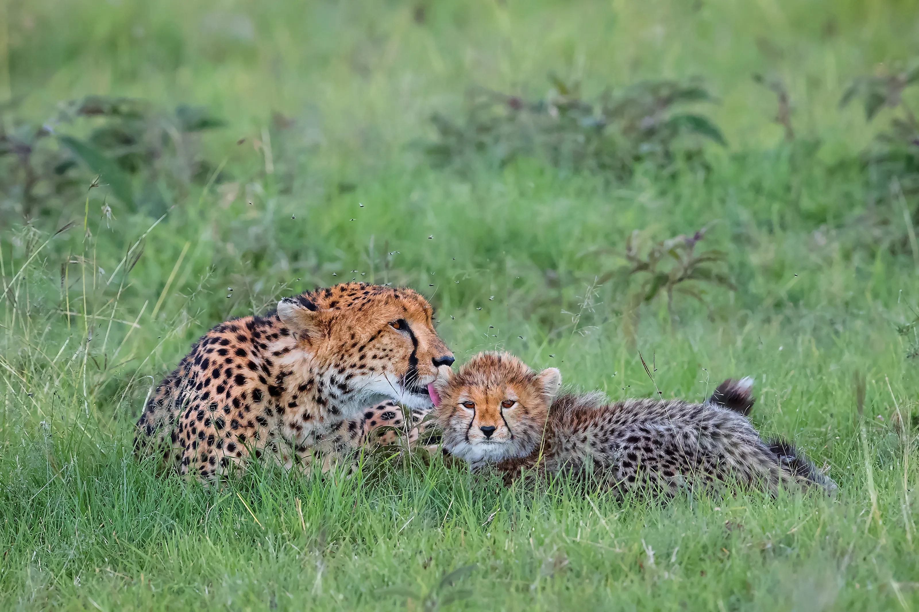 CARE