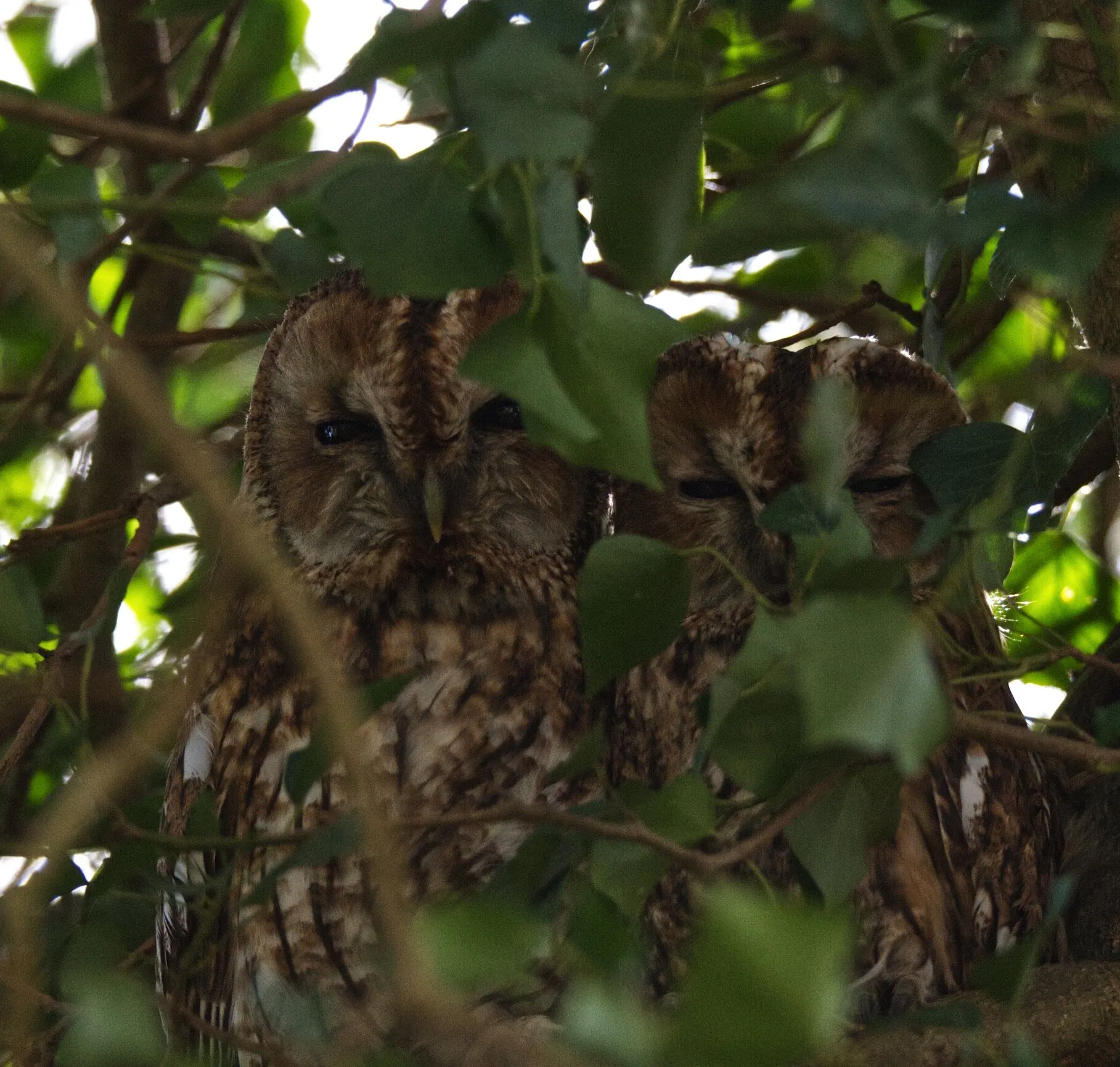 Pair of tawny owls