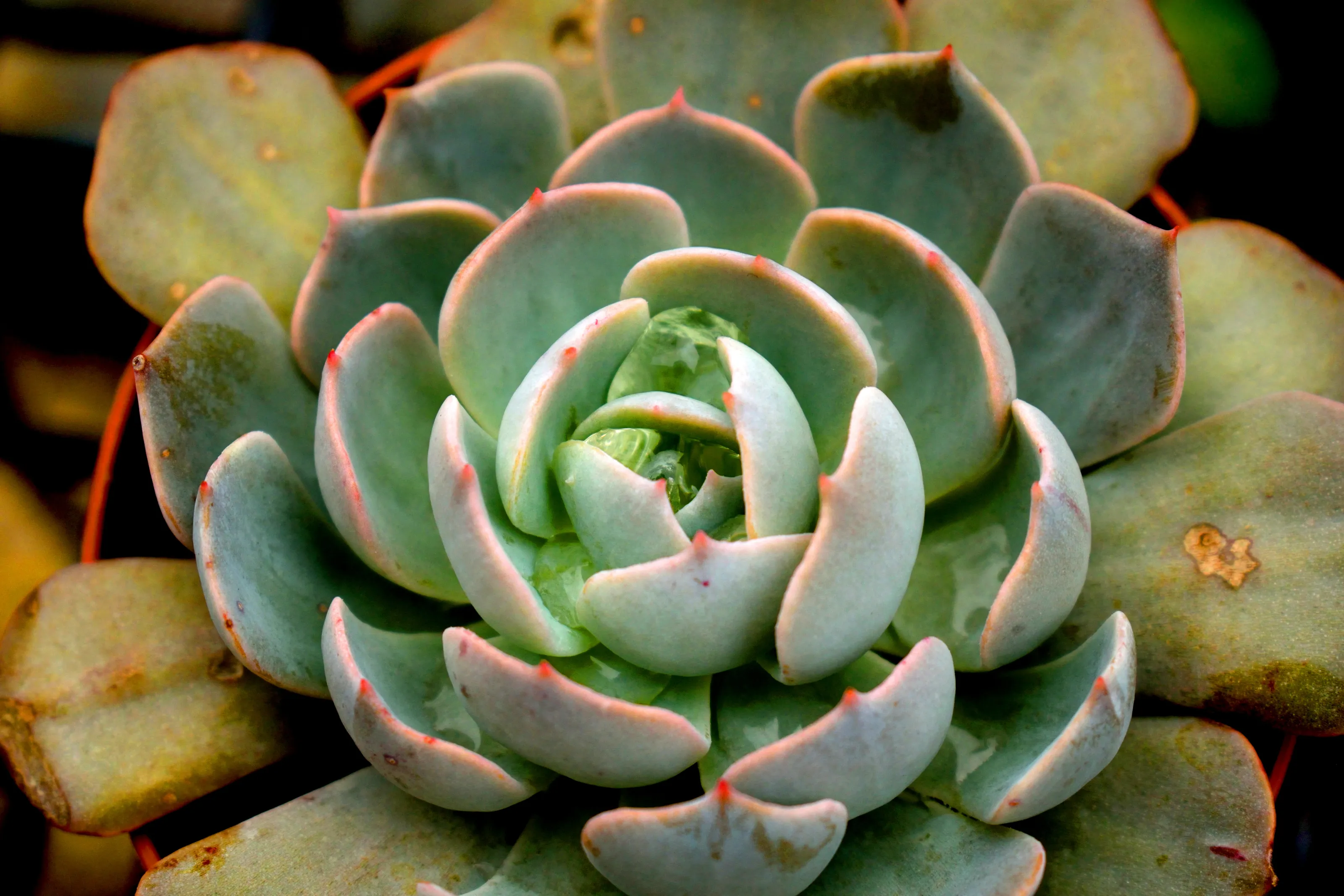 Succulent