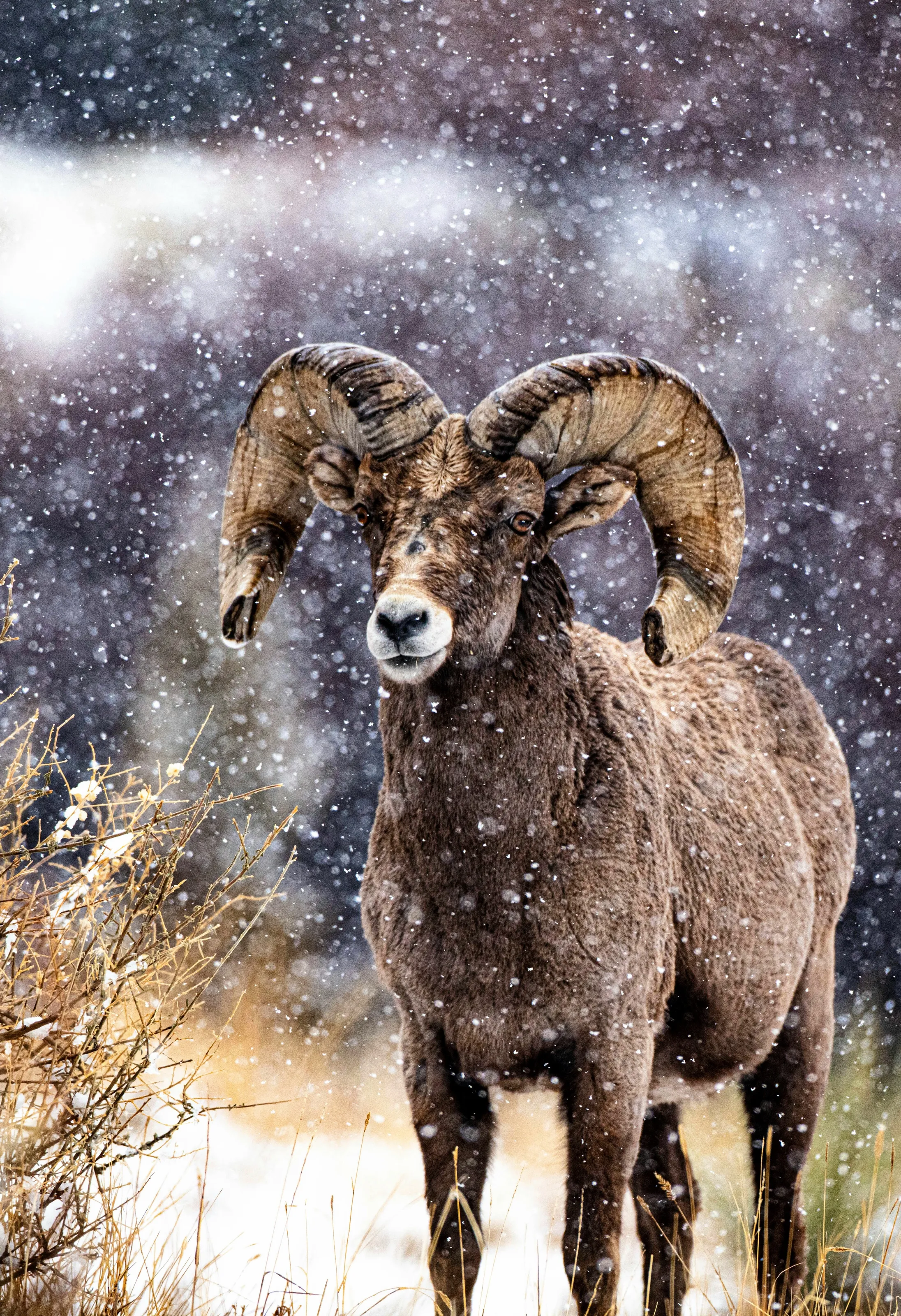 Thoughts on a Ram in a Colorado Spring Snowstorm