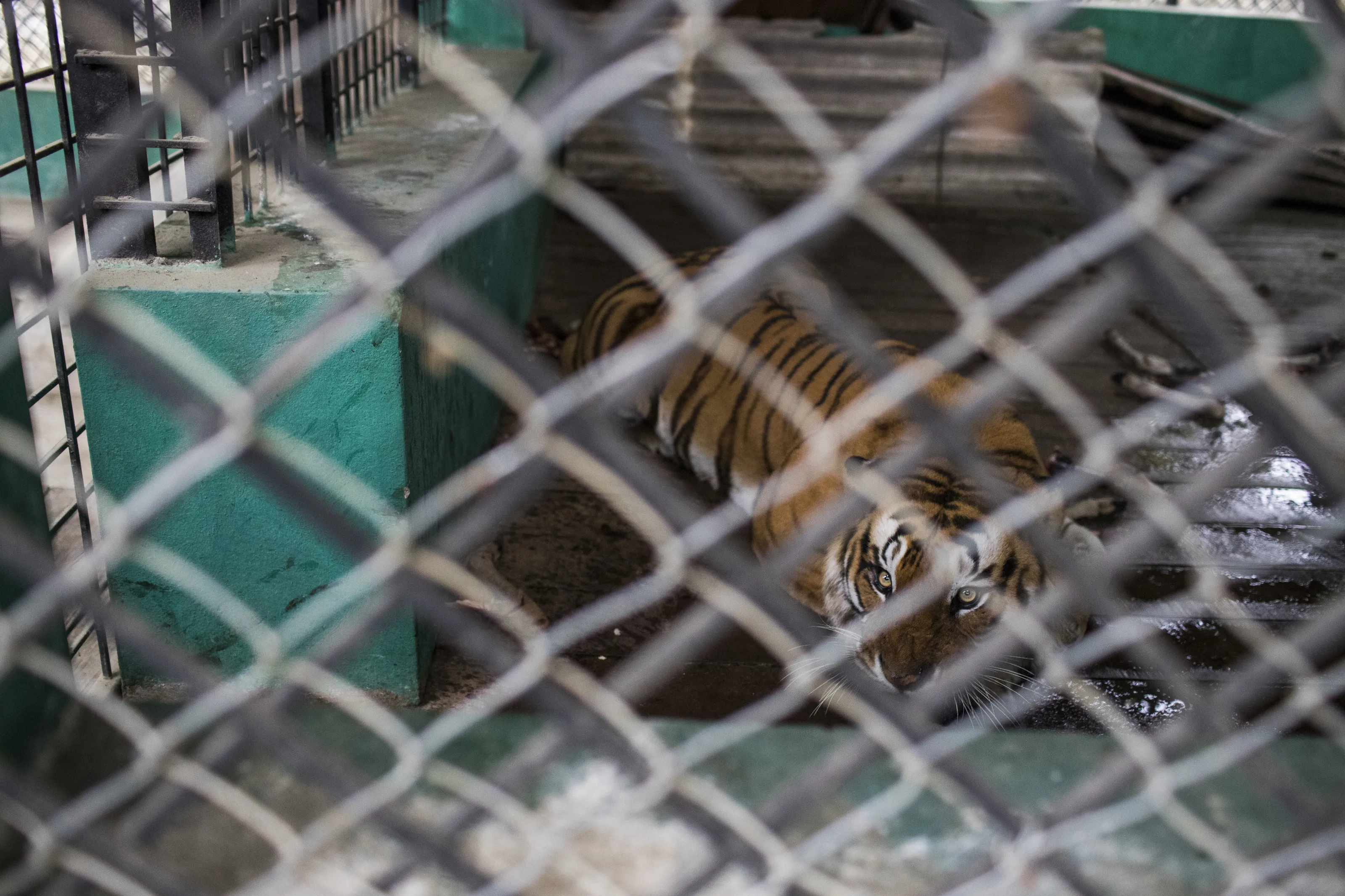 The Injured Tiger