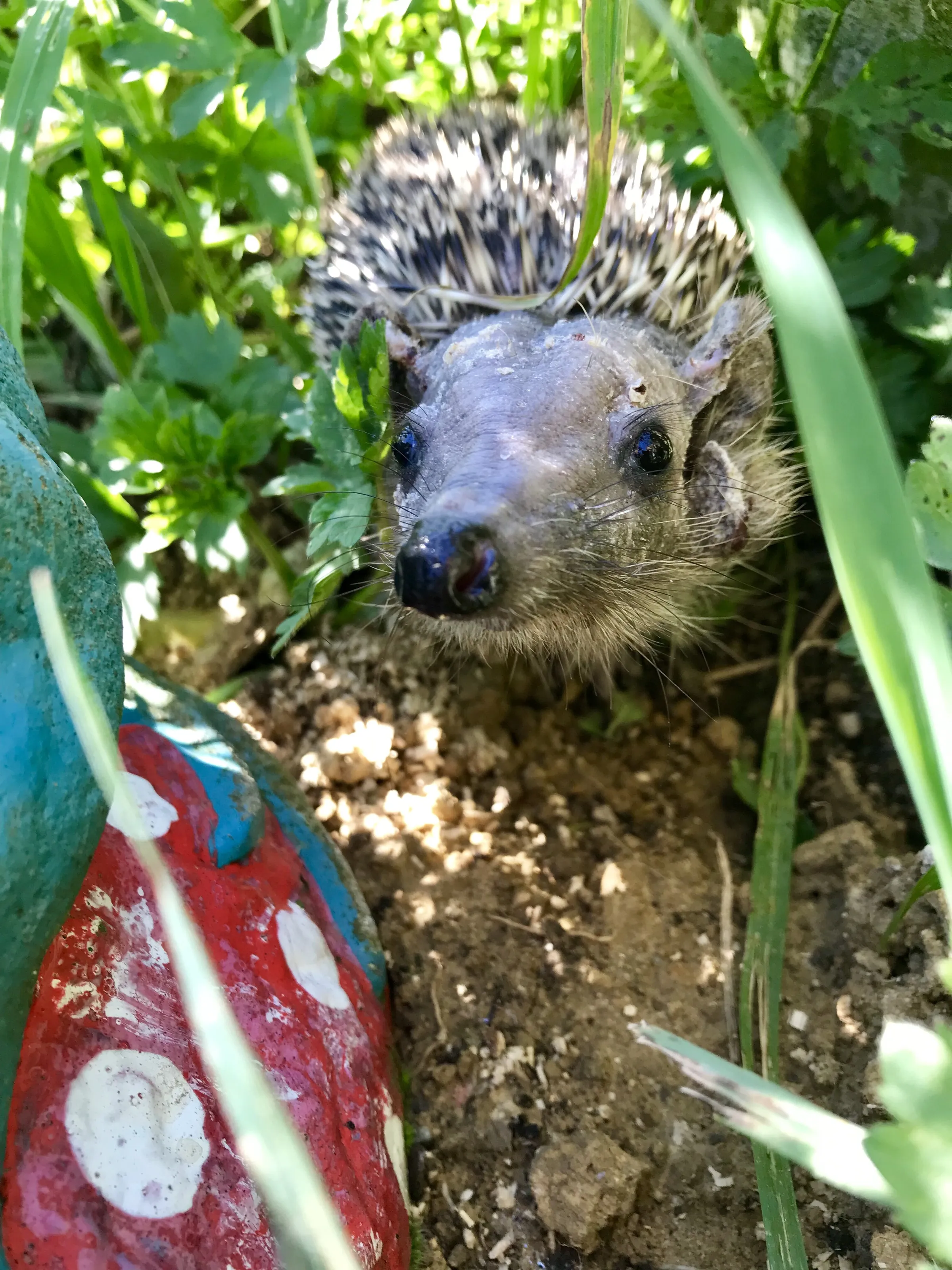 Hedgehog