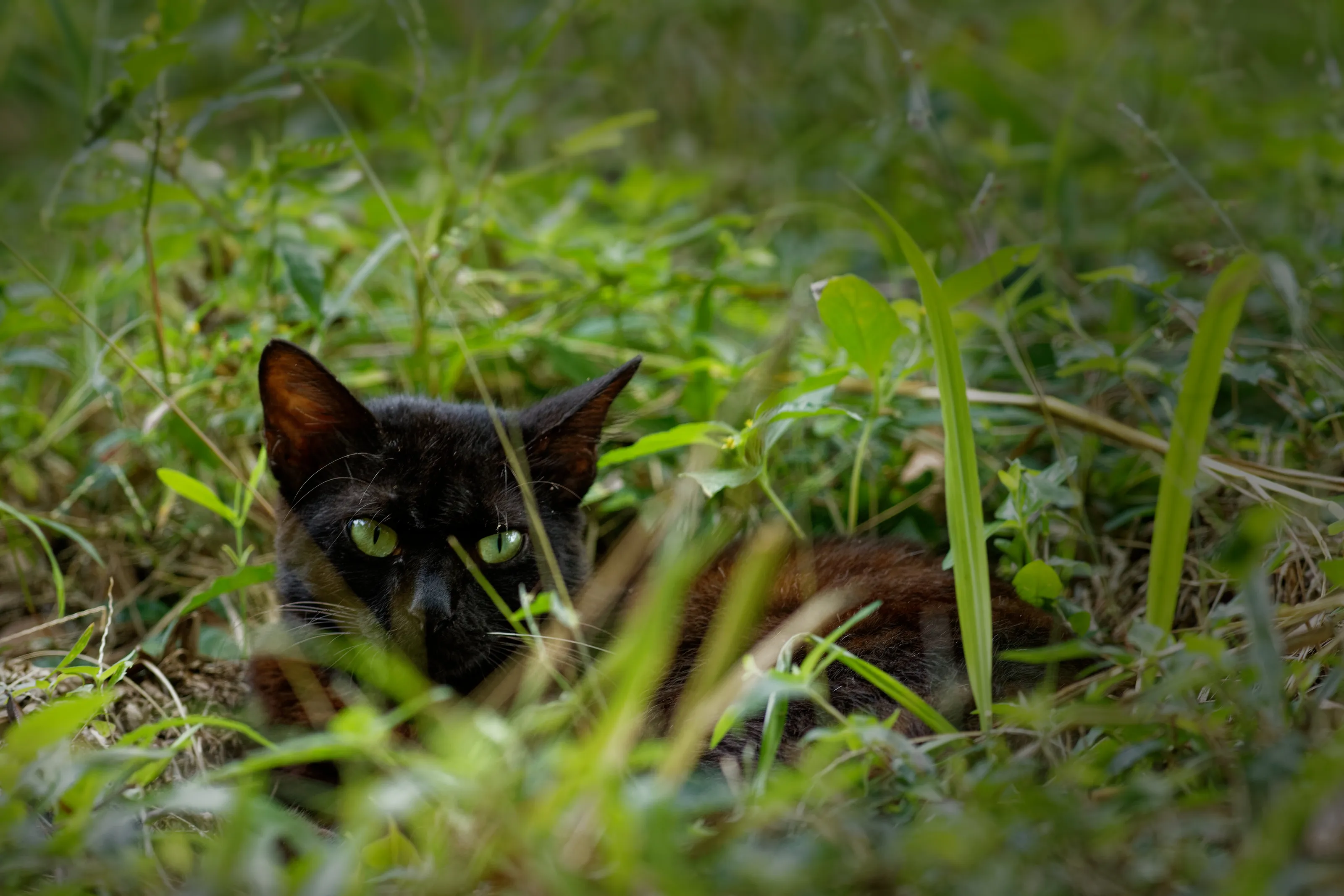 Blackie from Jungles of India