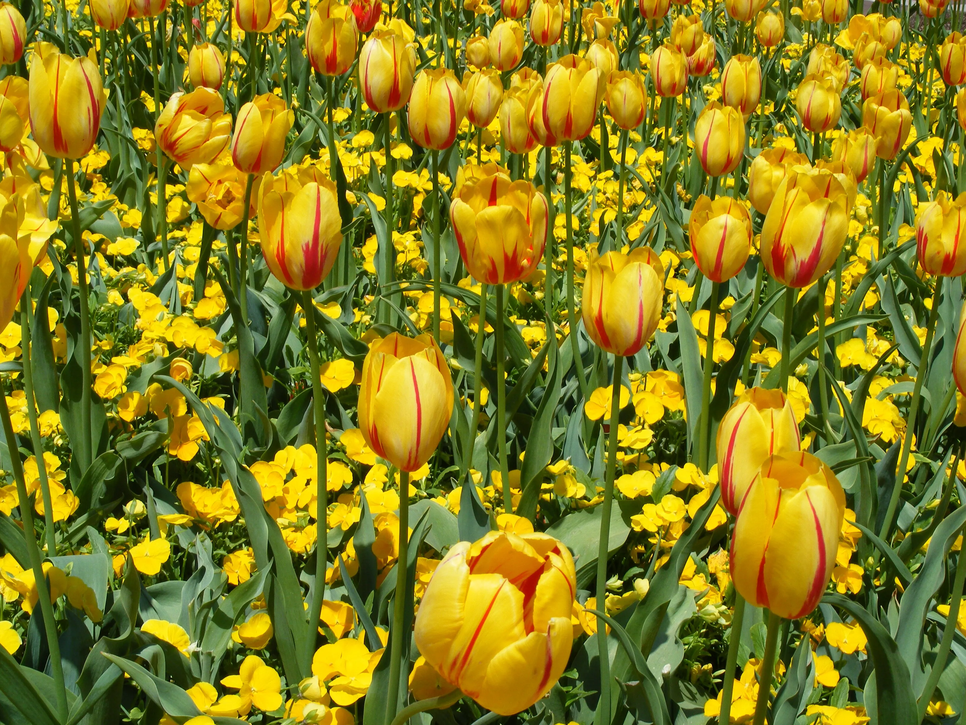 Tulips, Tulips and more Tulips