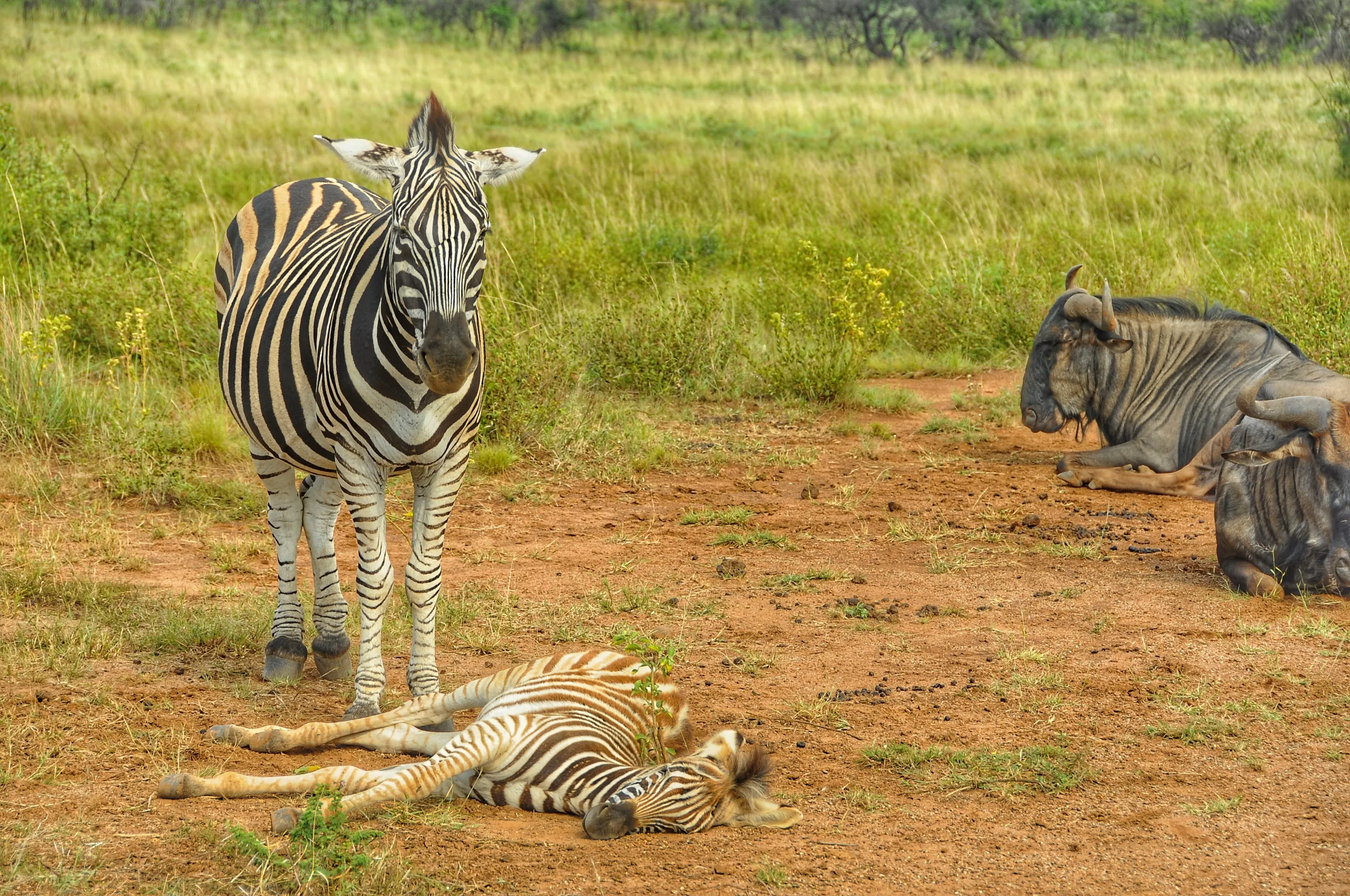 Zebra love