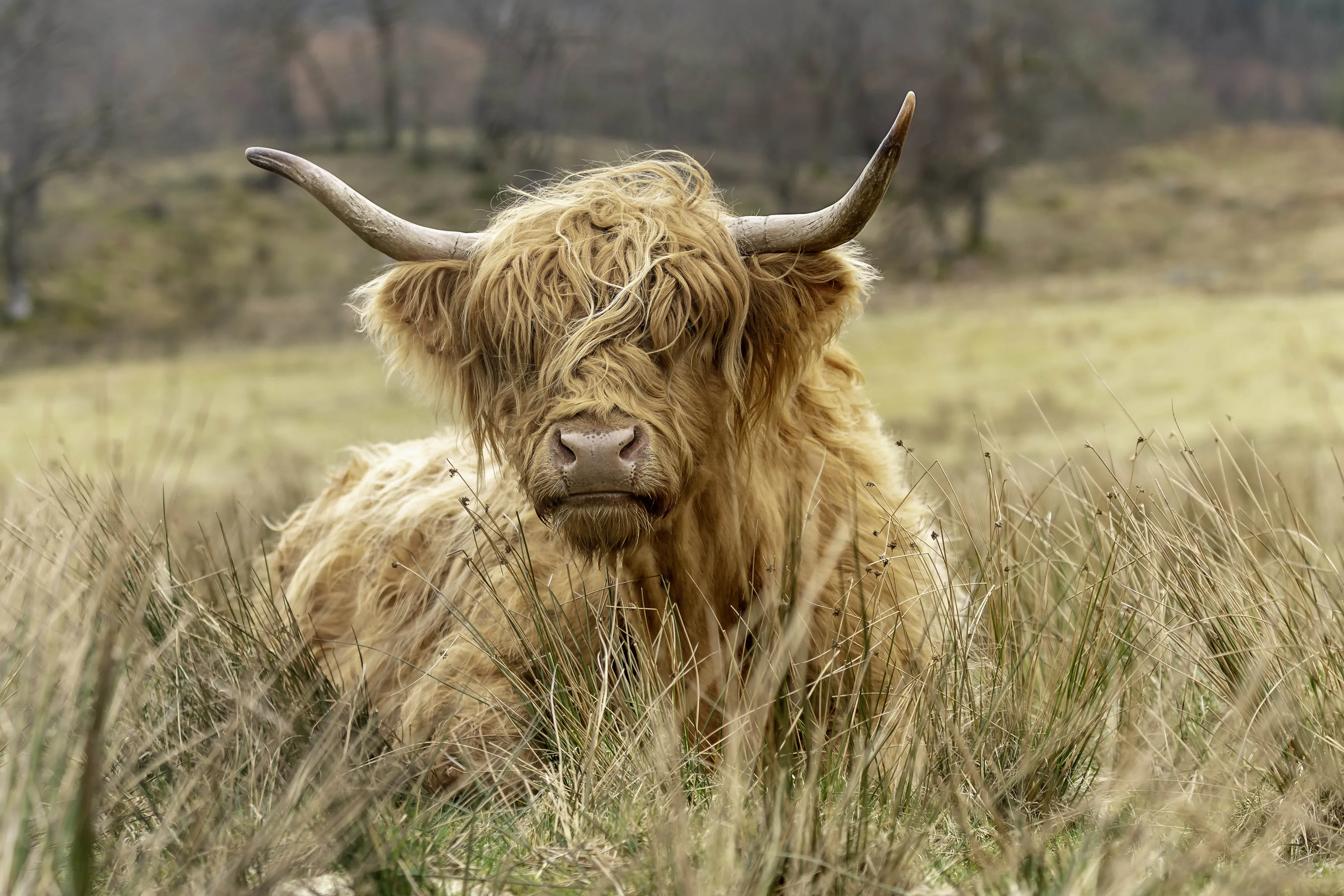 Highland Cooo!