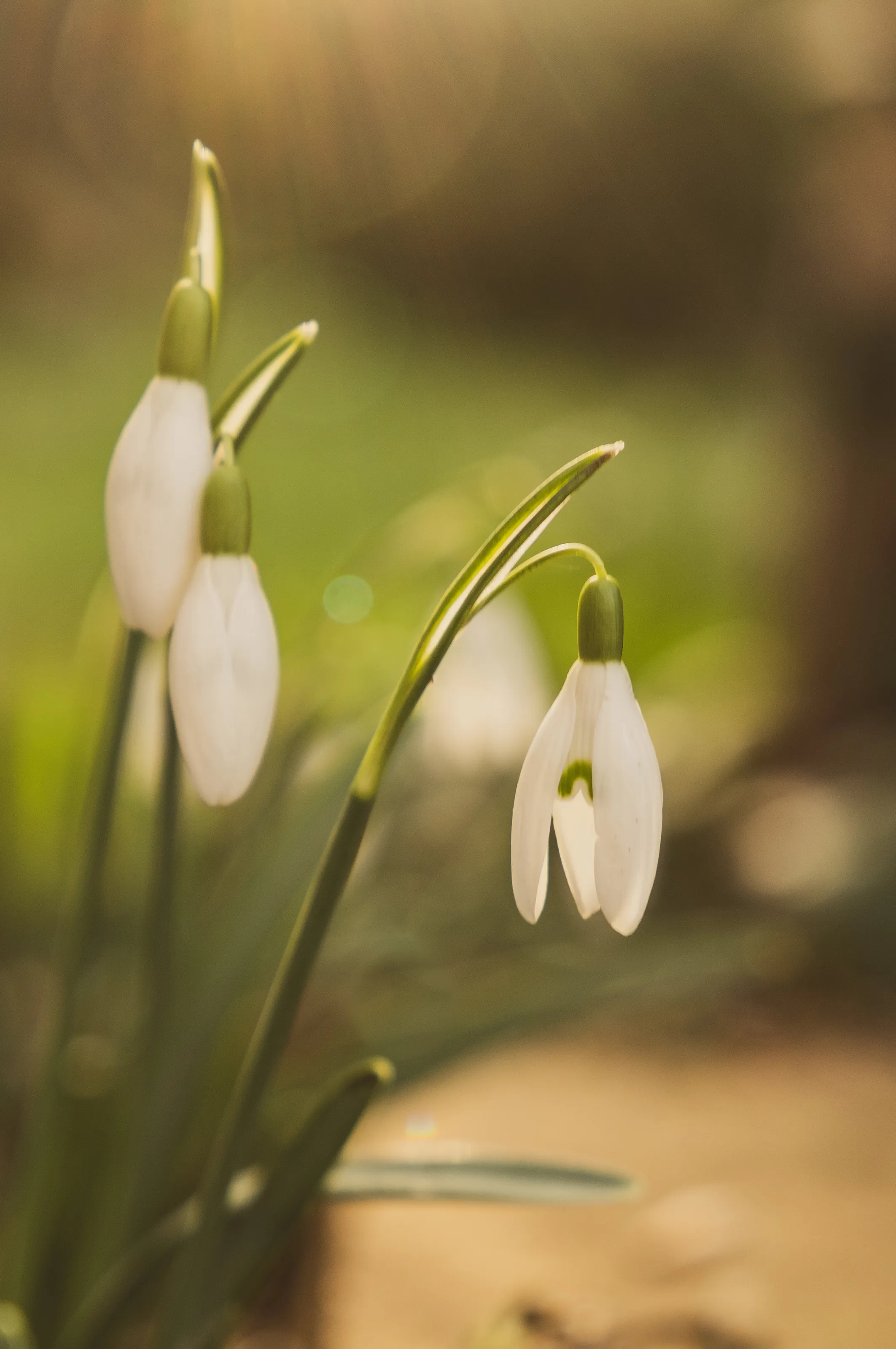 Snowdrops in The Sun