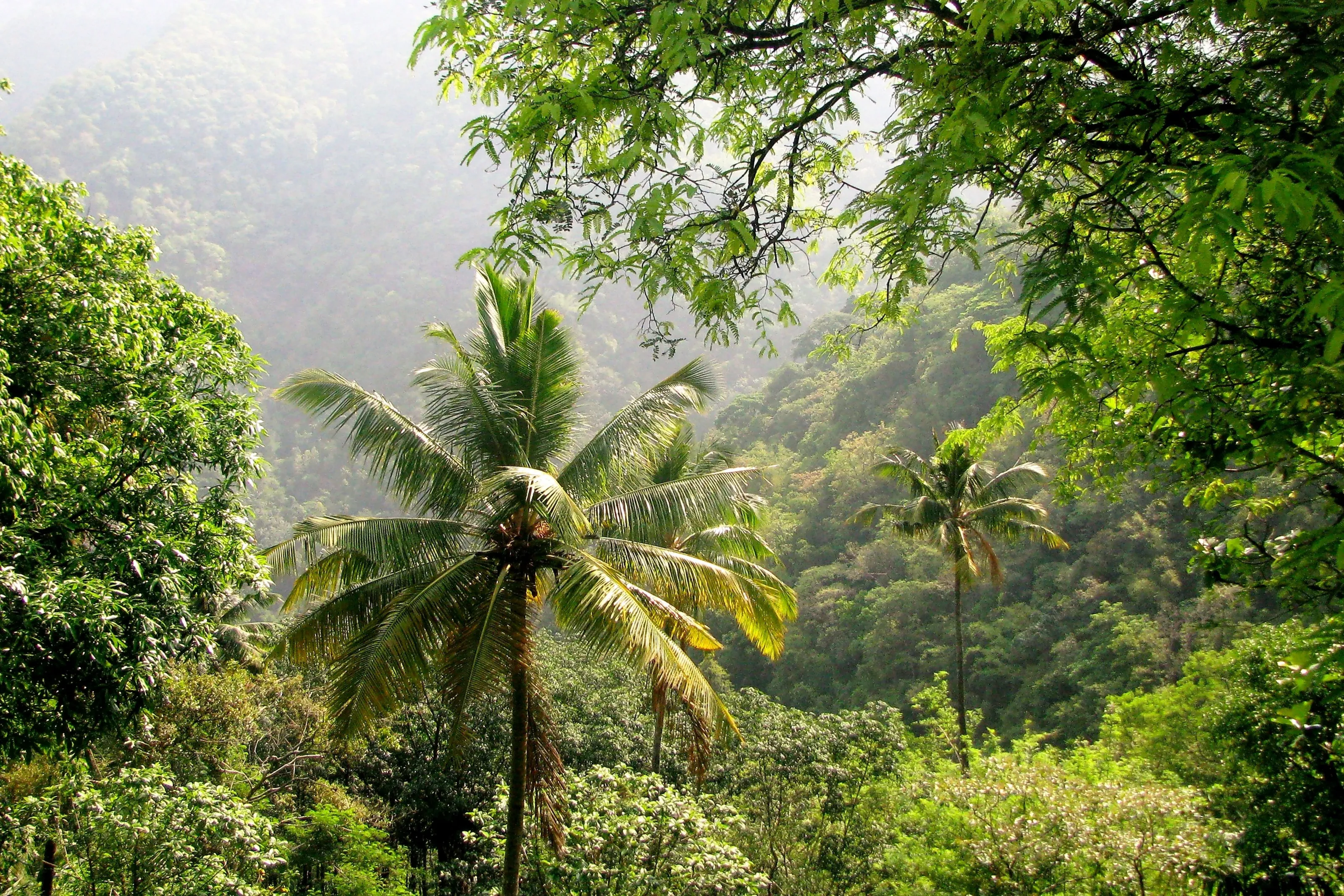 Palmtree valley in Kottayam