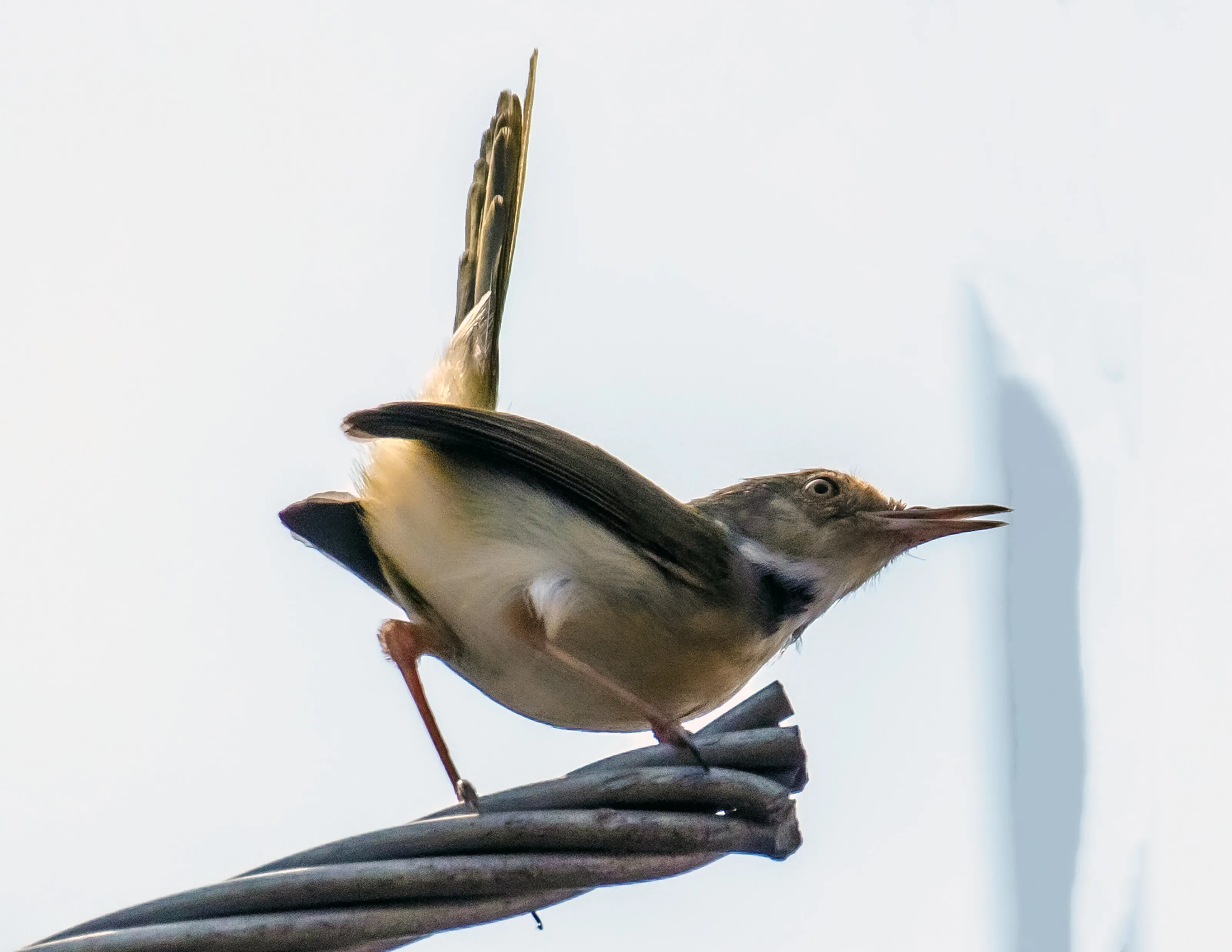 Tailorbird