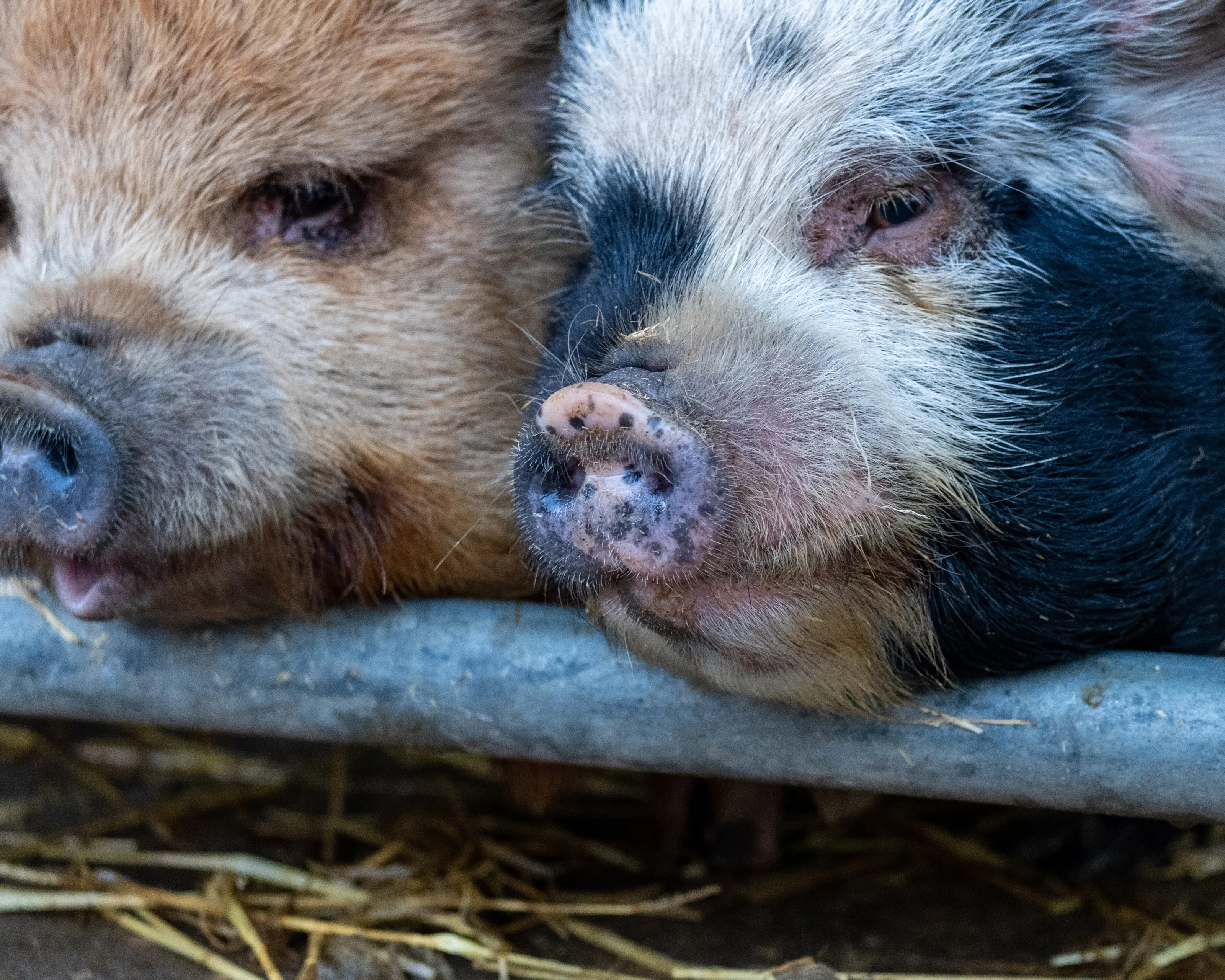 This little piggy stayed at home