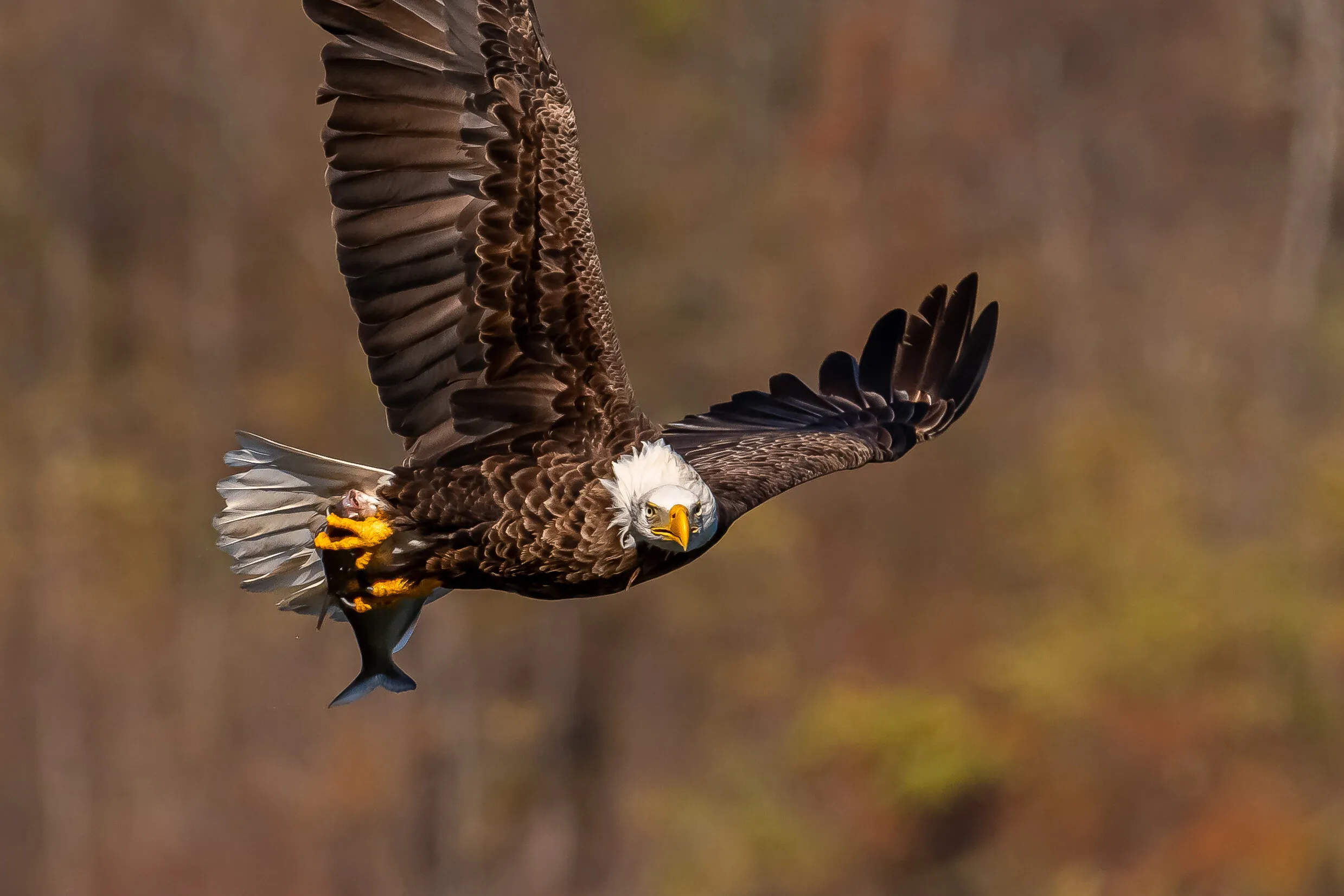 Bald Eagle Looking At Me