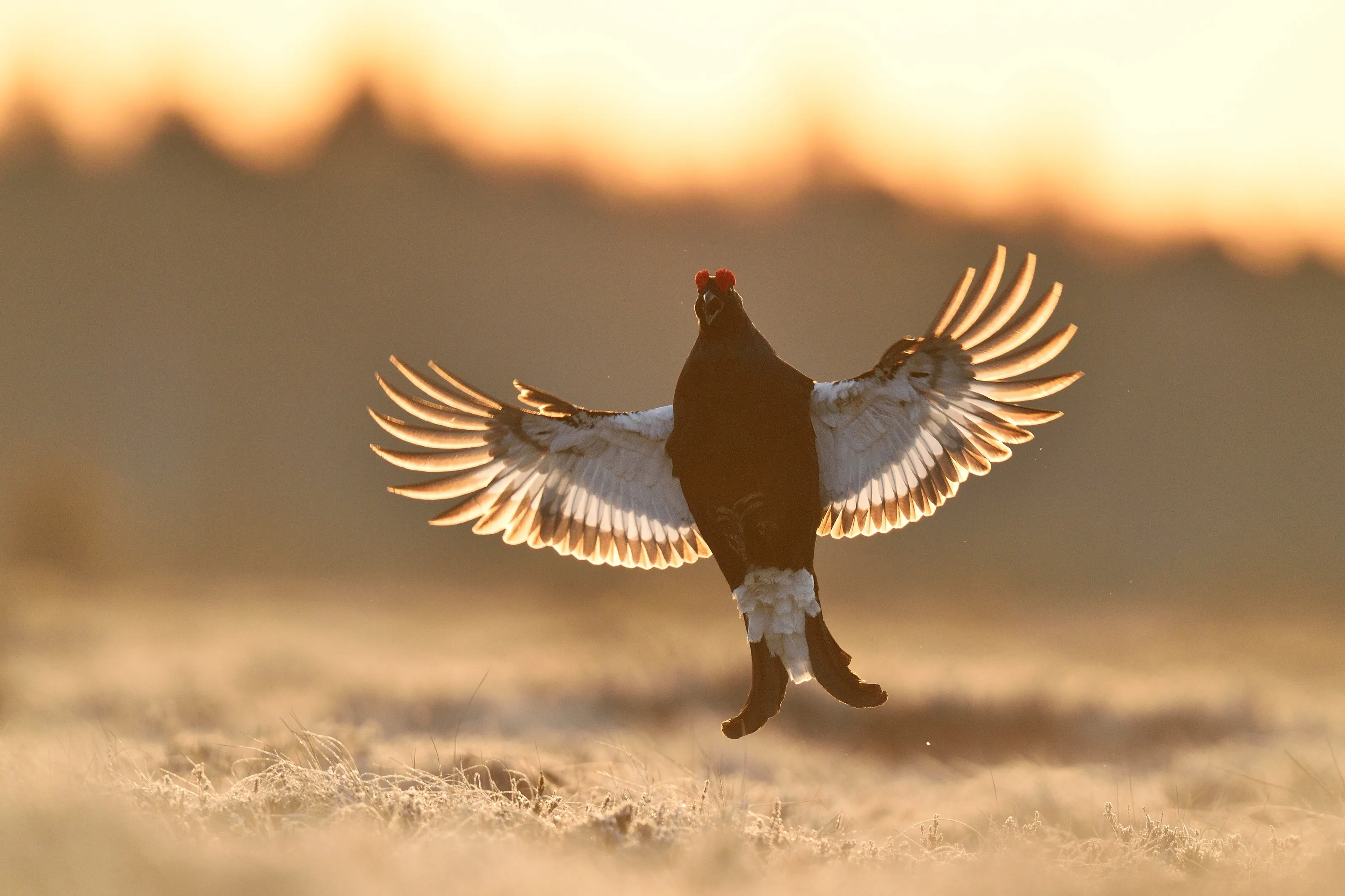 Black grouse in flight early in the morning