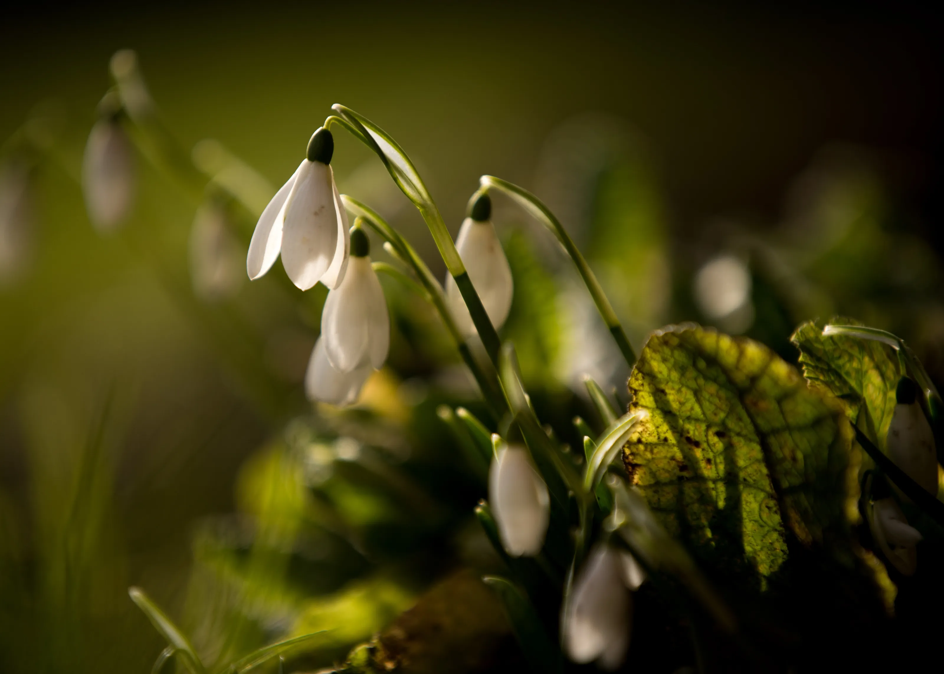 Snowdrops backlit in early spring sunshine